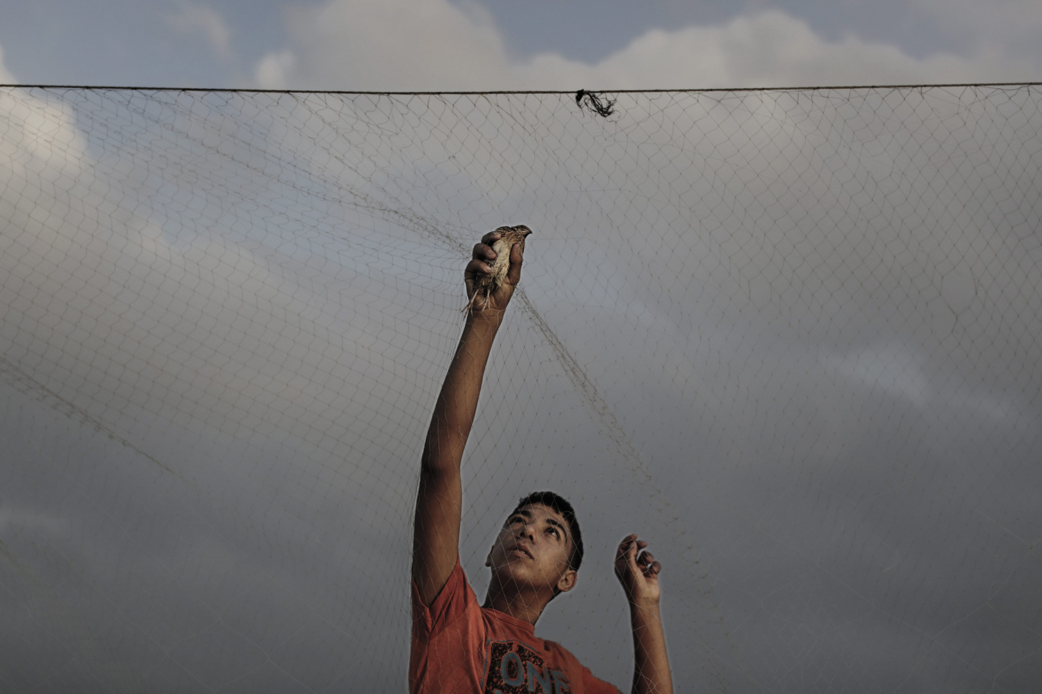 Palestinian children catch migrant quails with a net