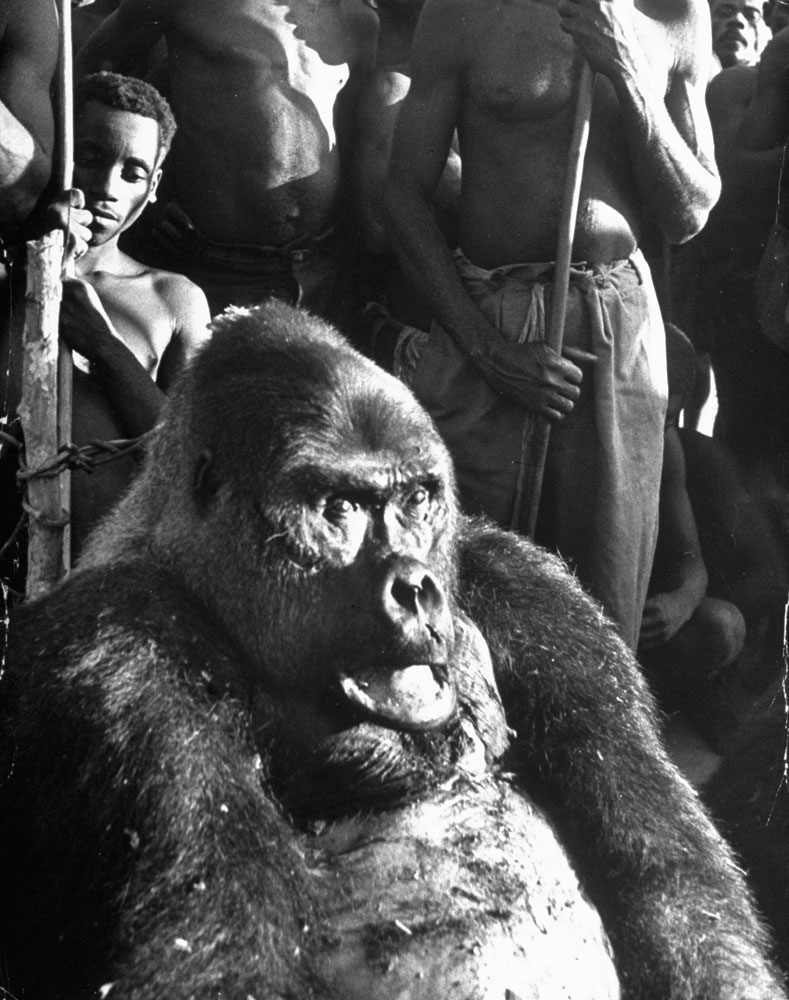 This 450-pound "garcon," as the alpha male gorillas were known in French Equatorial Africa, was killed protecting his family, 1951.