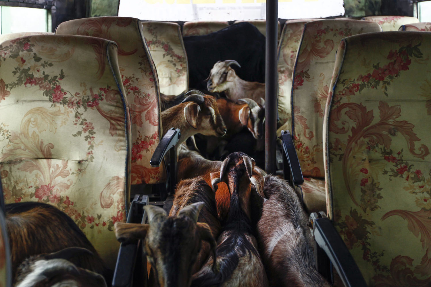 Oct. 1, 2013. Goats sit on passenger seats as they are imported from various district at a goat market in Kathmandu, Nepal.