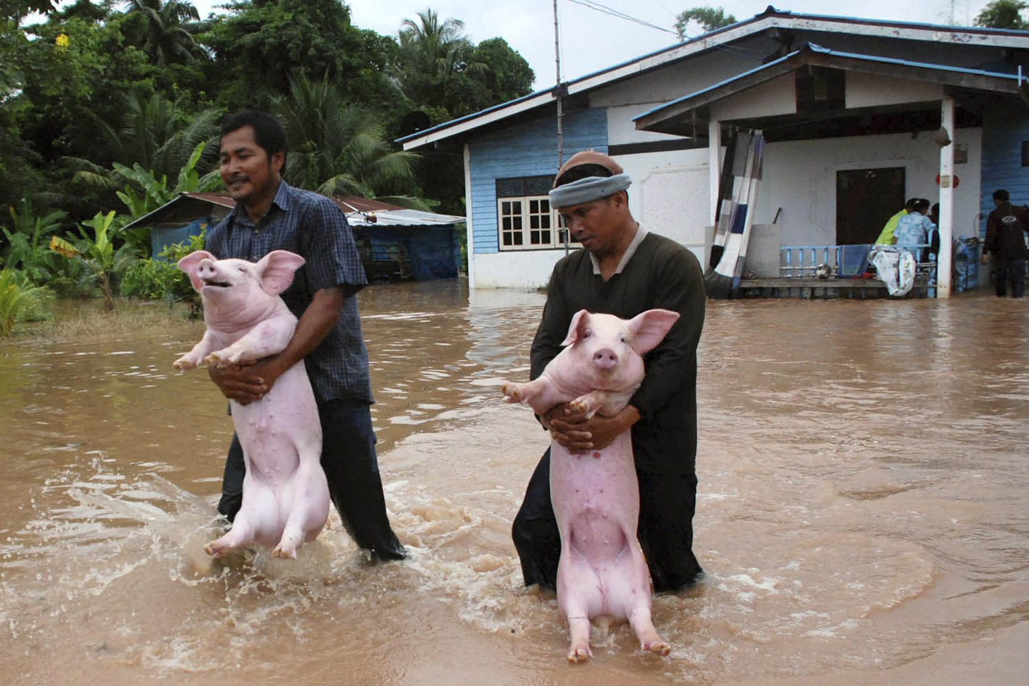 Oct. 1, 2013. Thai farmers carry their pigs to evacuate  them from flooding in Phitsanulok province, northern Thailand.