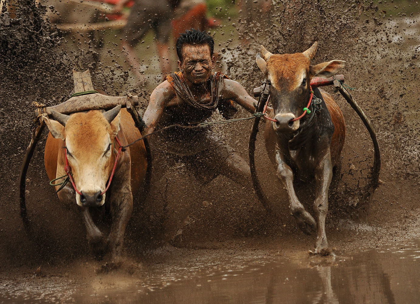 Indonesian's Take Part In Traditional Cow Race