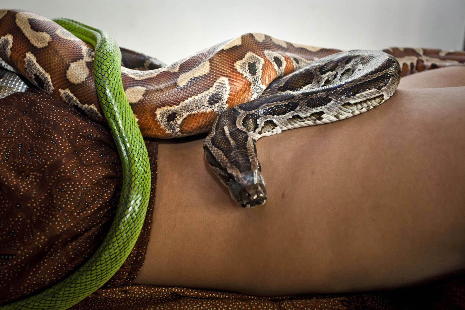 Oct. 27, 2013. A member of staff demonstrates a massage using pythons at Bali Heritage Reflexology and Spa in Jakarta, Indonesia.