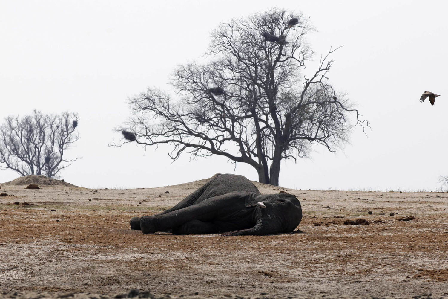 Sept. 27, 2013. A bird flies near the carcass of an elephant, which was killed after drinking from a poisoned water hole, in Zimbabwe's Hwange National Park, about 840 km (522 miles) east of Harare.