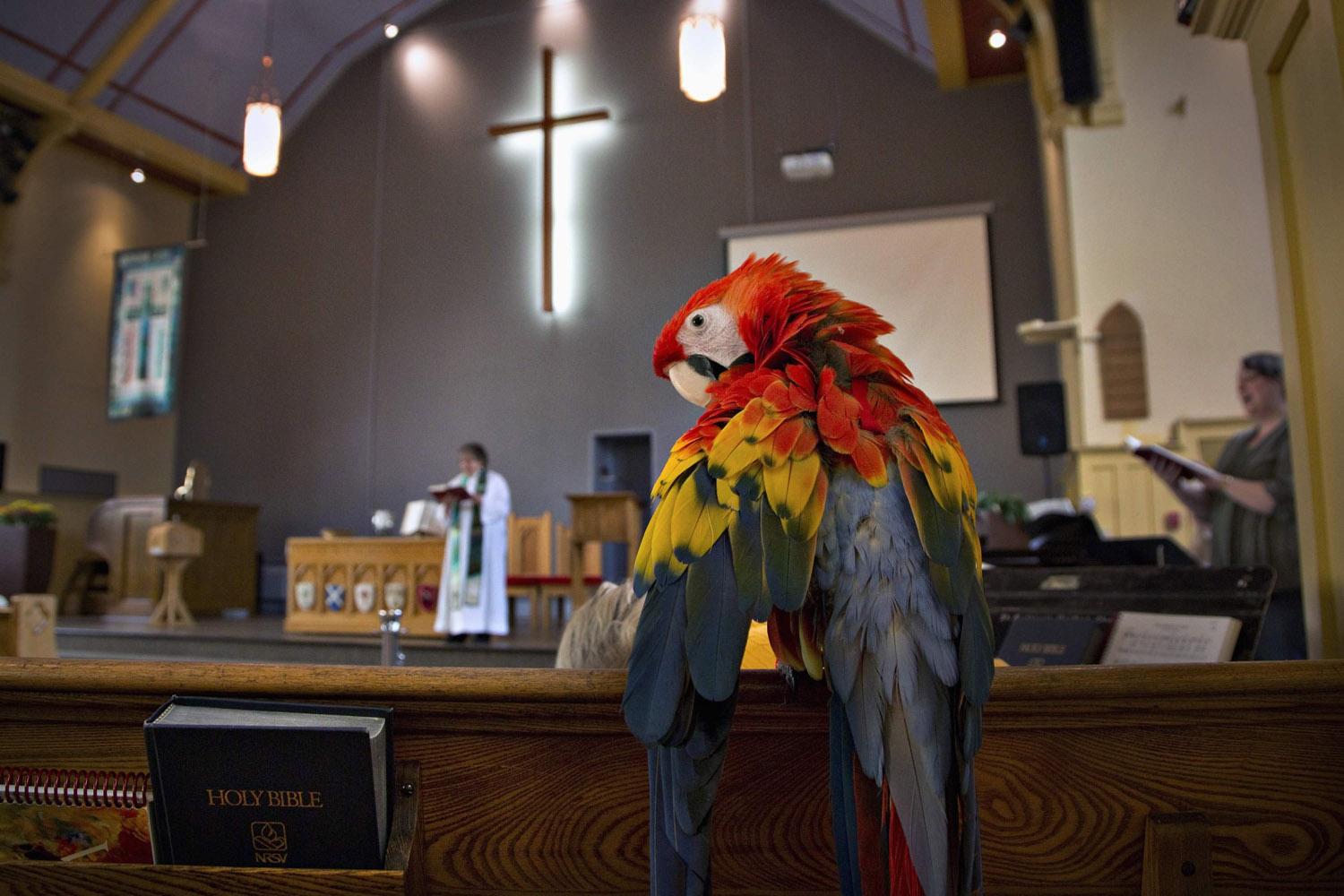 A Scarlet Macaw named Princess Tiffany is perched on a pew in St. Andrew's United Church in North Vancouver