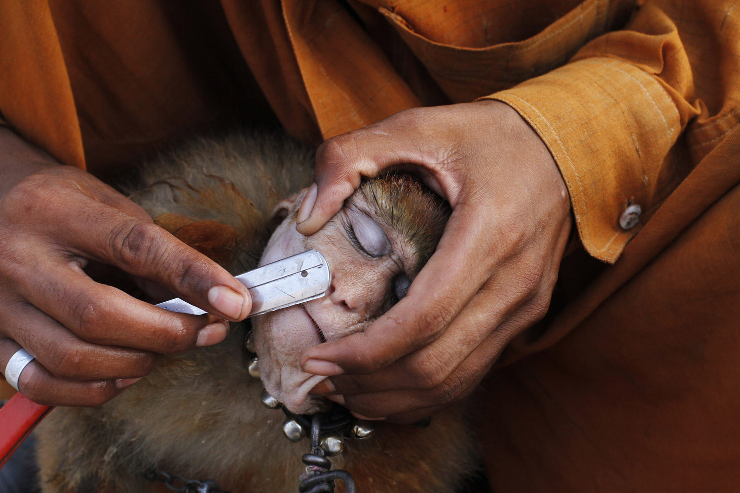 A man shaves his monkey with a razor before it performs tricks for money in Lahore