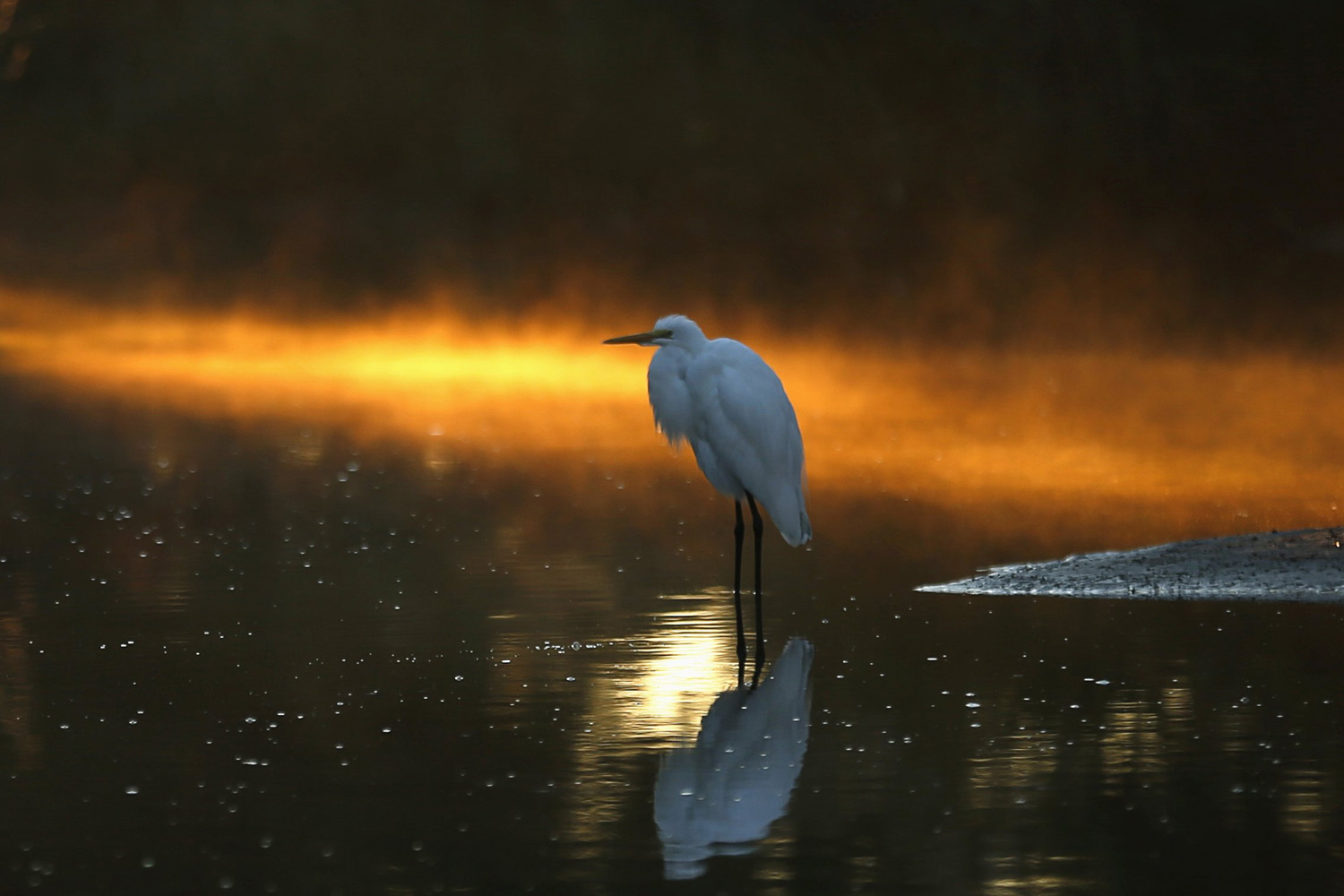 Oct. 26, 2013. An Egret sits in a canal as morning sun reflects off the mist, on Assateague Island off the Virginia Coast.