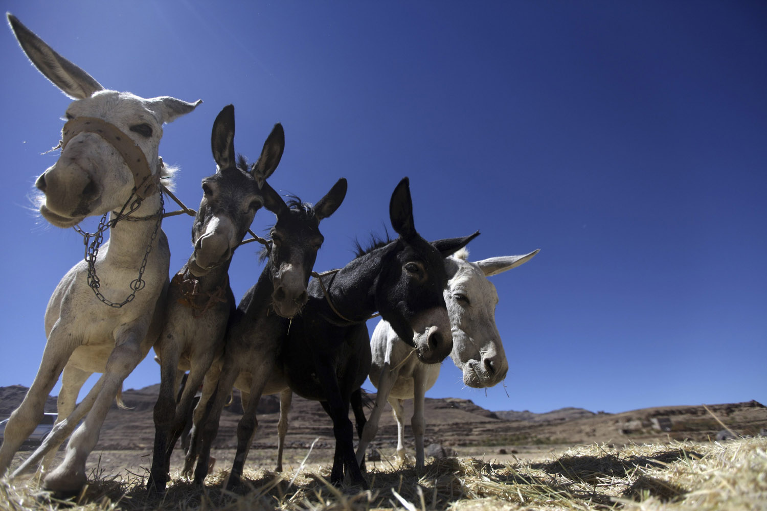 Donkeys plough grain during the harvest season in a  farm on the outskirts of Sanaa