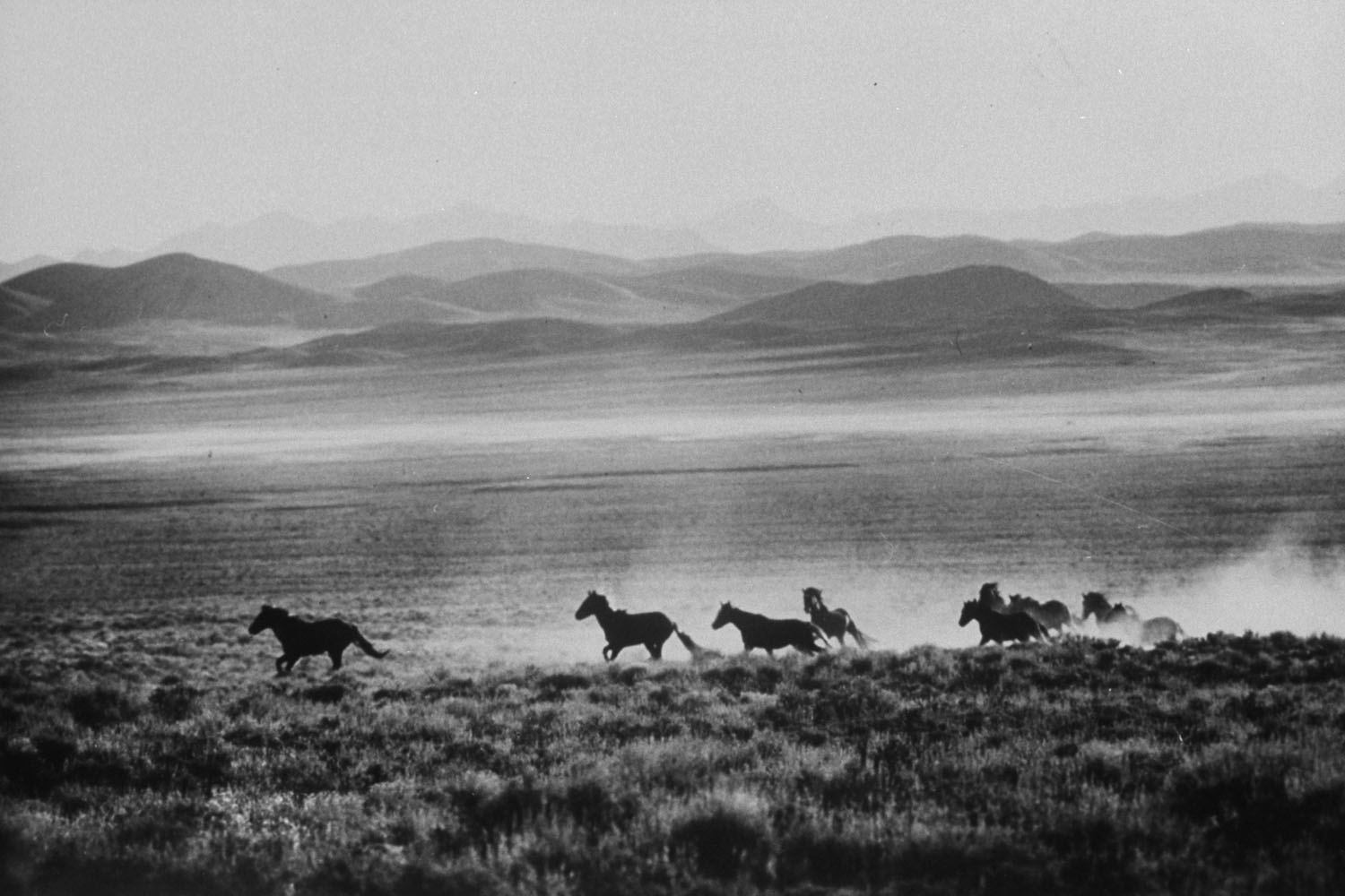 Wild Mustang horses run across a field.