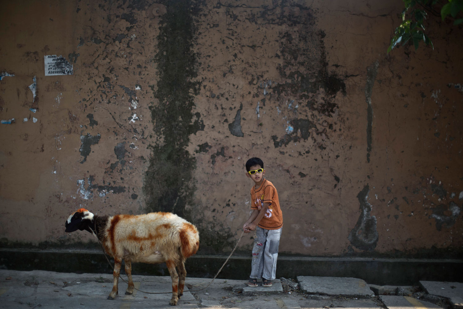 Saad Imran, 6, walks his painted sheep back home in Islamabad, Pakistan.
