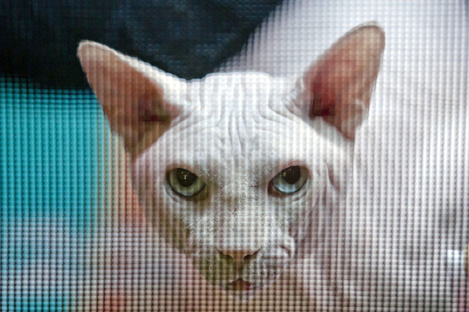 Sept. 28, 2013. A Sphynx cat stares from behind a protective mesh at an international feline beauty show Bucharest, Romania.