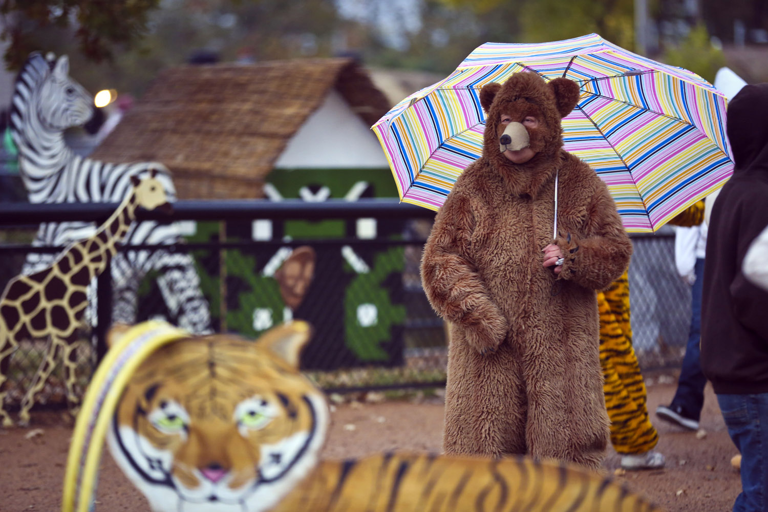 Oct. 20, 2013. Jan Fisher, of Bloomington dressed as a bear, kept dry with her umbrella as she walked through the Como Zoo's ZooBoo in St. Paul, Minn.