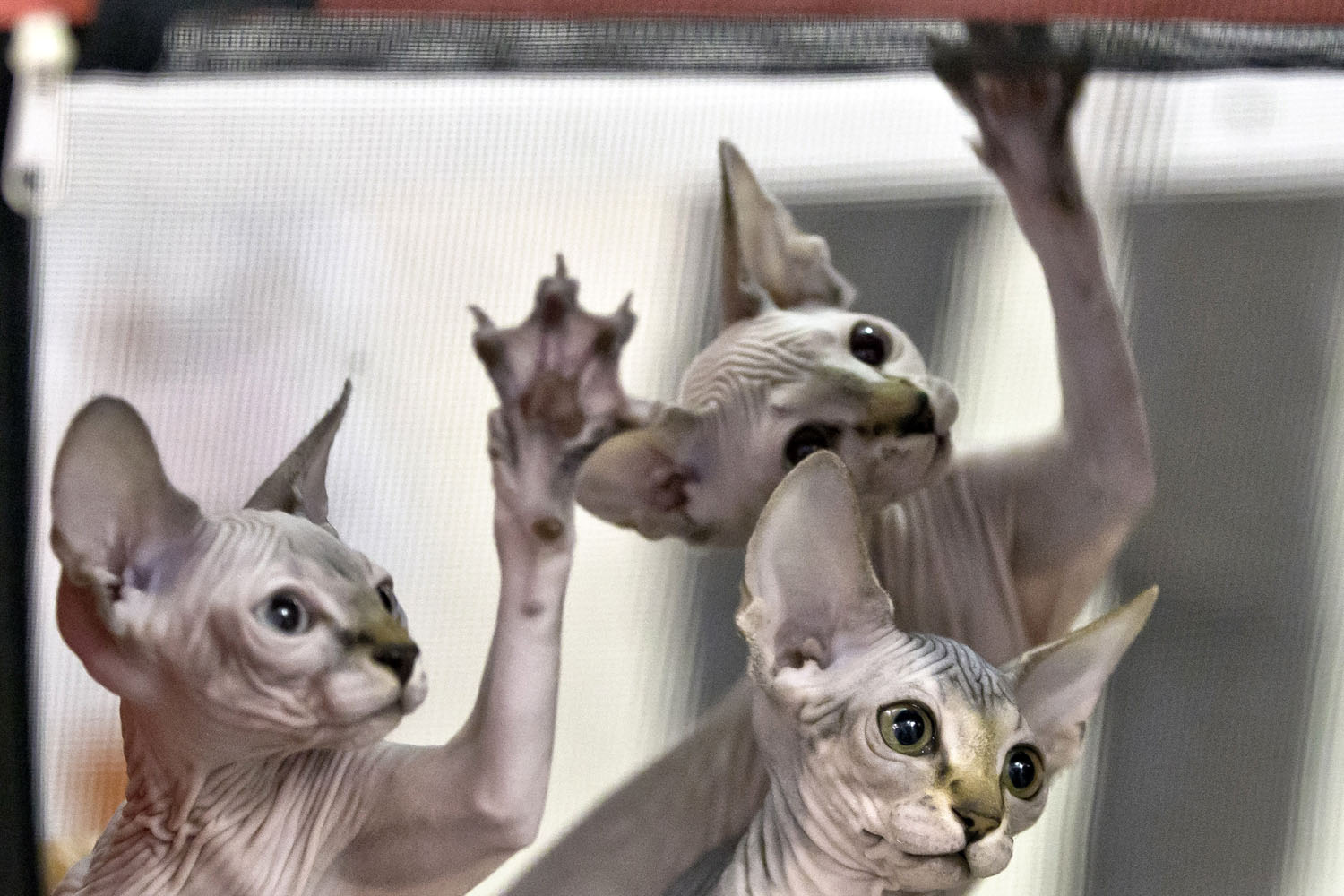 Sept. 28, 2013. Sphynx kittens reach for a referee's toy while being evaluated during an international feline beauty show in Bucharest, Romania.