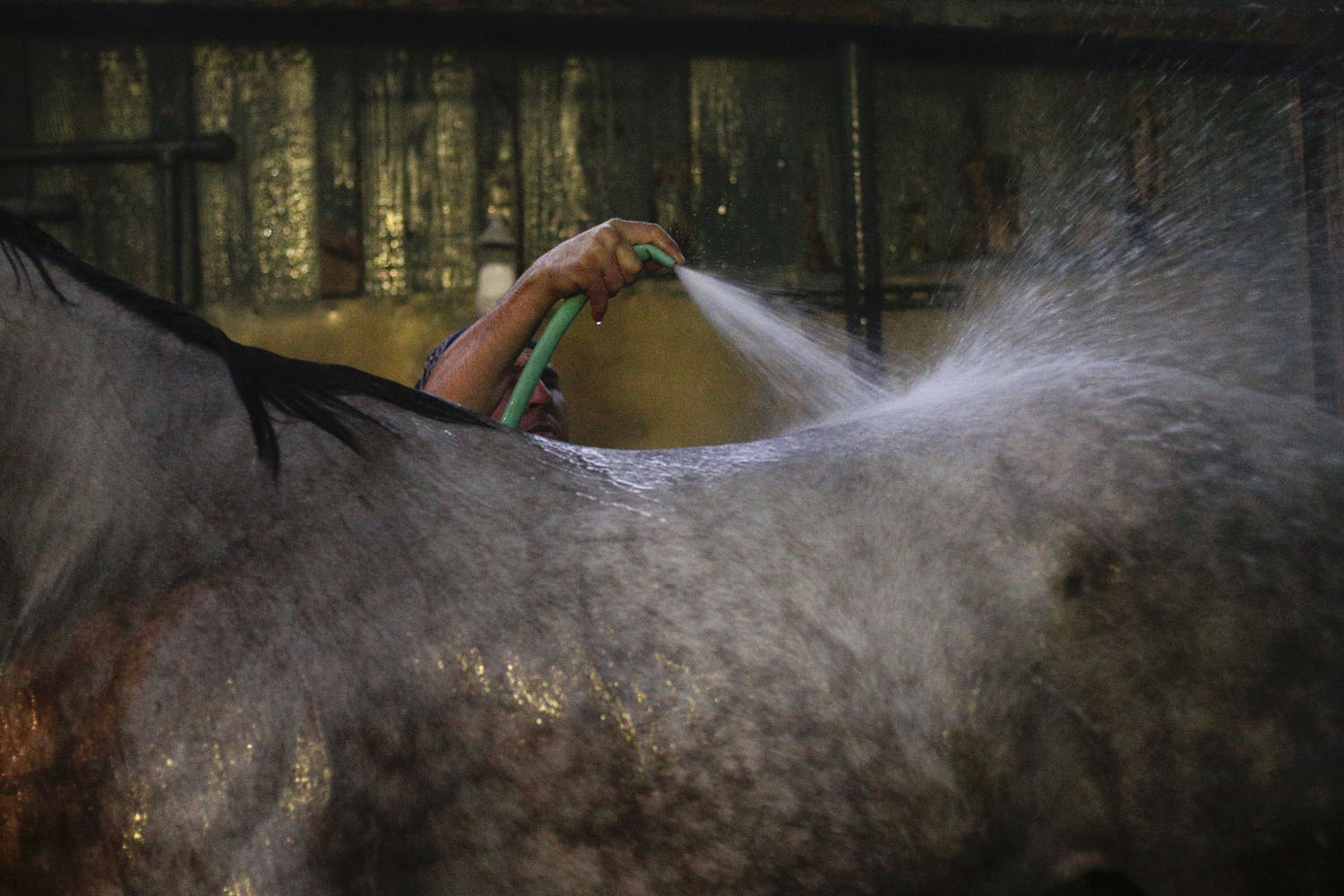 Oct. 28, 2013. A worker bathes a horse after a training session for Saturday's Breeders' Cup at Santa Anita Park, in Arcadia, Calif.