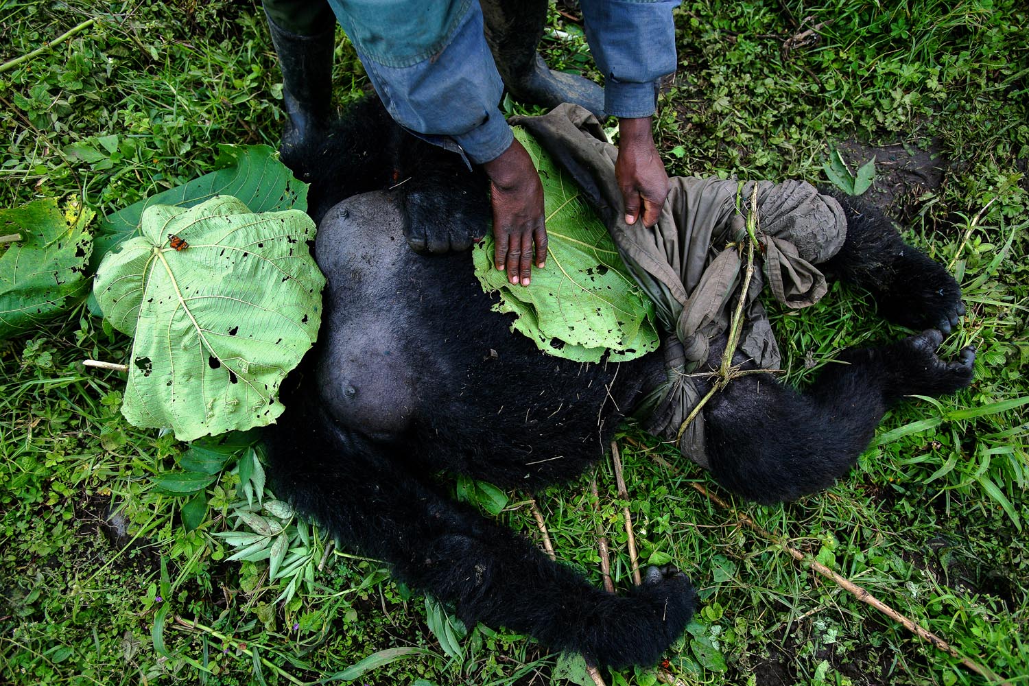 MIKENO, EASTERN DR CONGO, July 24, 2007: Local villagers help to dress and evacuate the body of a female, lactating mountain gorilla who has been shot multiple times by AK47 rounds. It is believed that her baby has been taken and it has never been recovered. She is one of 7 mountain gorillas shot by an armed group on this day. Mountain Gorillas are extremely rare, with just over 700 in the world today. They exist in the Virunga ranges of DR Congo, Rwanda and Uganda. The group in DR Congo numbers just over 300 and their region is occupied by the M23 rebel group, formerly known as CNDP. Despite the conflict in the region, the gorillas remain, a fragile, threatened group that also have poachers and human encroachment to fear. (Photo by Brent Stirton/Reportage by Getty Images.)