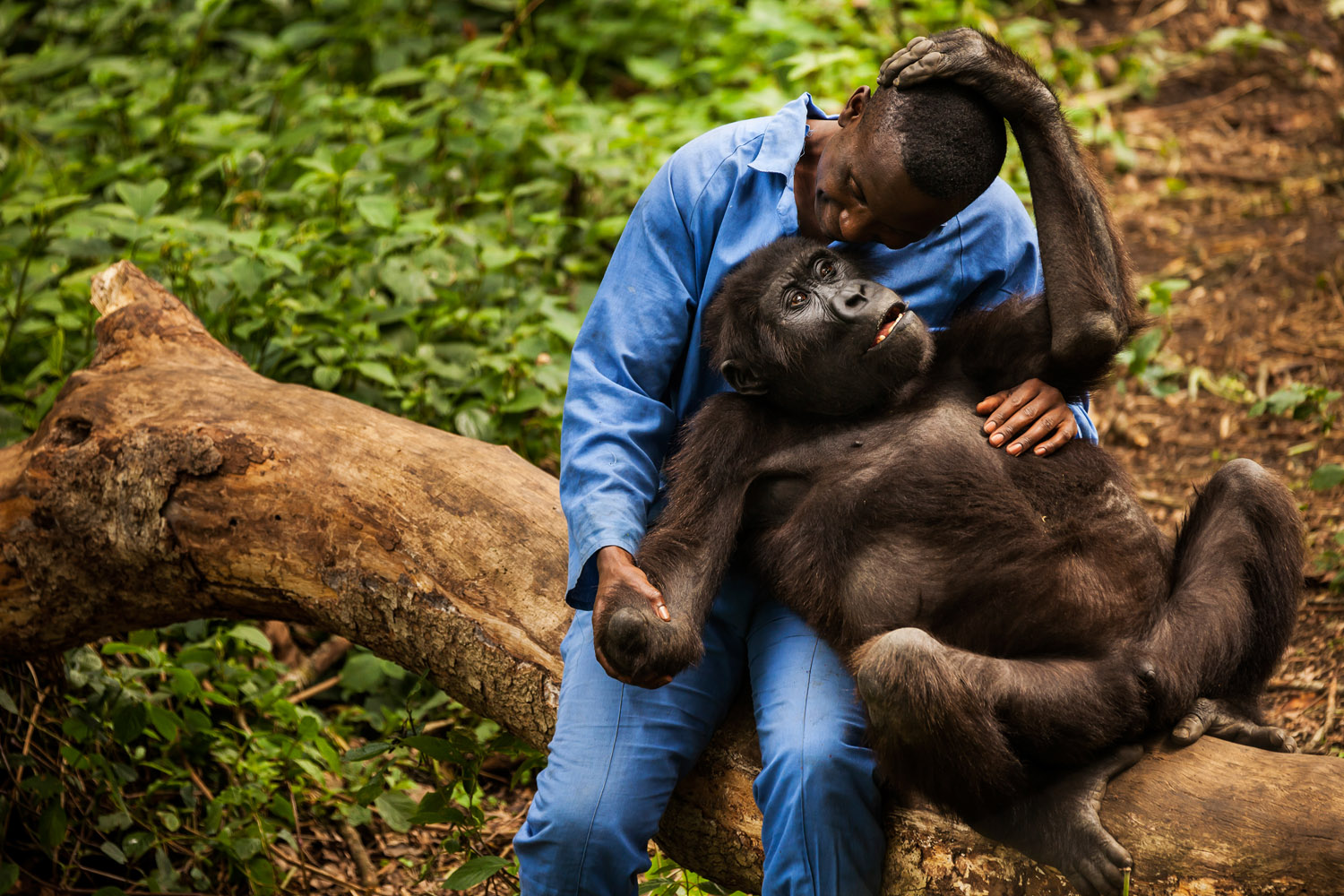 RUMANGABO, EASTERN DEMOCRATIC REPUBLIC OF CONGO, MARCH 2012: Andre, 39, a self described "gorilla mother" looks after 4 orphaned gorillas who were rescued from various horrific circumstances and brought into care by the staff of Virunga National Park, DRC, 2 March 2012. Andre thinks of these gorillas as his own children and even describes bringing his children to see them as showing them their brothers and sisters. Andre lives with the Gorillas 24/7 with the exception of a few days off to visit his own family. Andre is an ICCN Congolese Conservation ranger and has cared for orphaned and rescued gorillas since 2003. (Photo by Brent Stirton/Reportage for Getty Images.)
