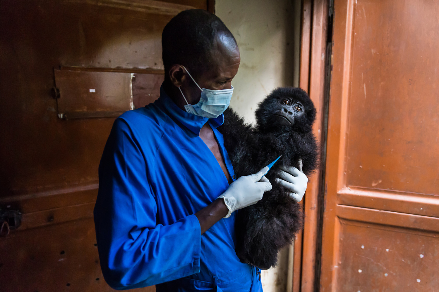 RUMANGABO, VIRUNGA, DEMOCRATIC REPUBLIC OF CONGO, 7 AUGUST 20013: The beginning of the day at Senkekwe Mountain Gorilla Orphanage as caretakers take the temperature of a new orphan mountain gorilla at ICCN headquarters, Rumangabo, DRC, 7 August 2013. It is suspected that this orphan was taken by soldiers who probably killed the mother to get the baby. When they were unable to sell it, the orphan was abandoned and the conservation rangers heard and rescued it. Wounds from a rope were evident on its chest and back, it is slowly recovering now as it lives full time with caretakers who also sleep in the enclosure with the orphan. There are a number of other orphans at the center who will be introduced to the new baby once it has been through quarantine and is accustomed to its new surroundings. (Photo by Brent Stirton/Reportage for Getty Images.)