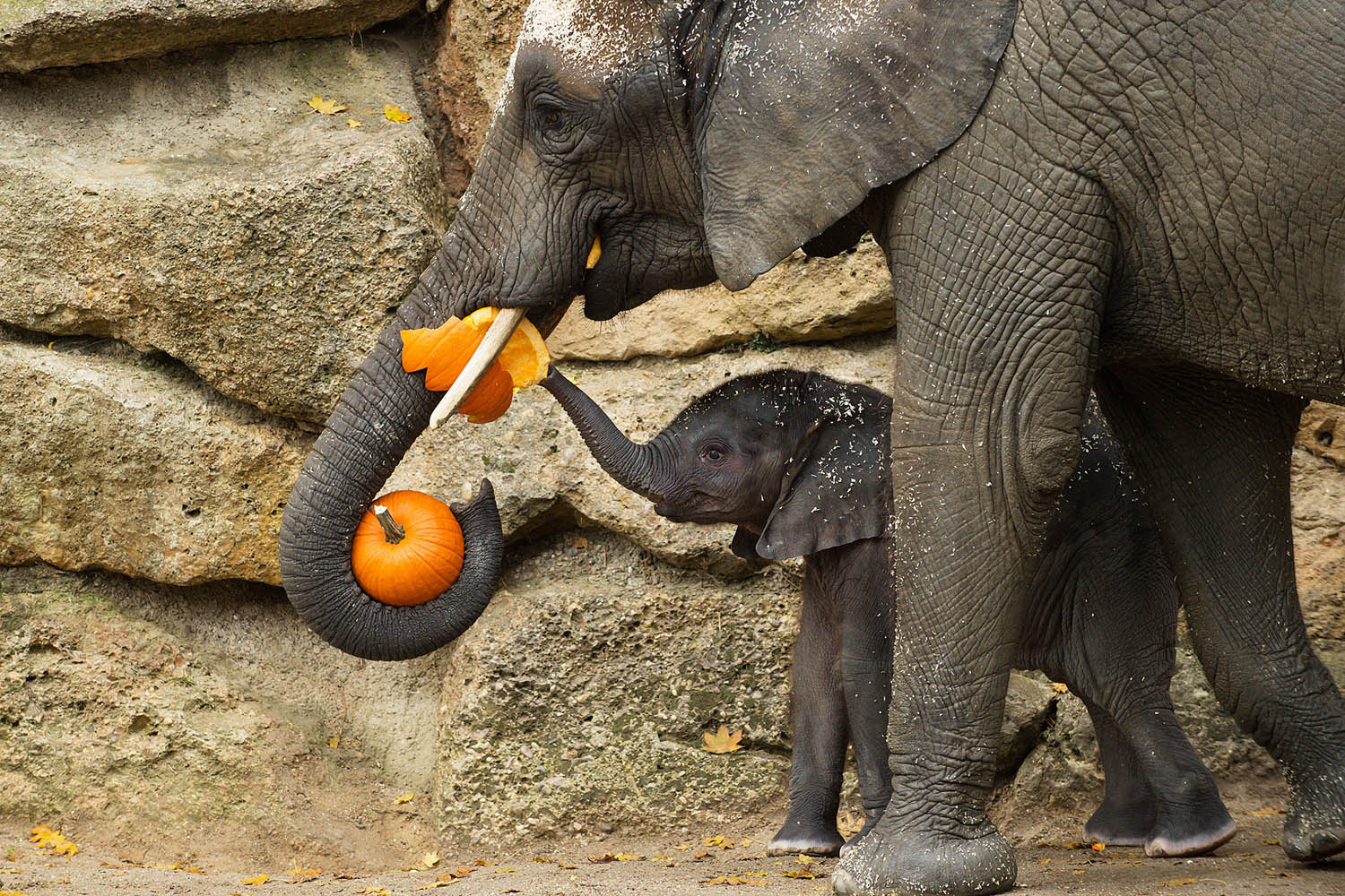 Oct. 28, 2013. Elephants eating a pumpkin ahead of Halloween at Schoenbrunn Zoo in Vienna, Austria.