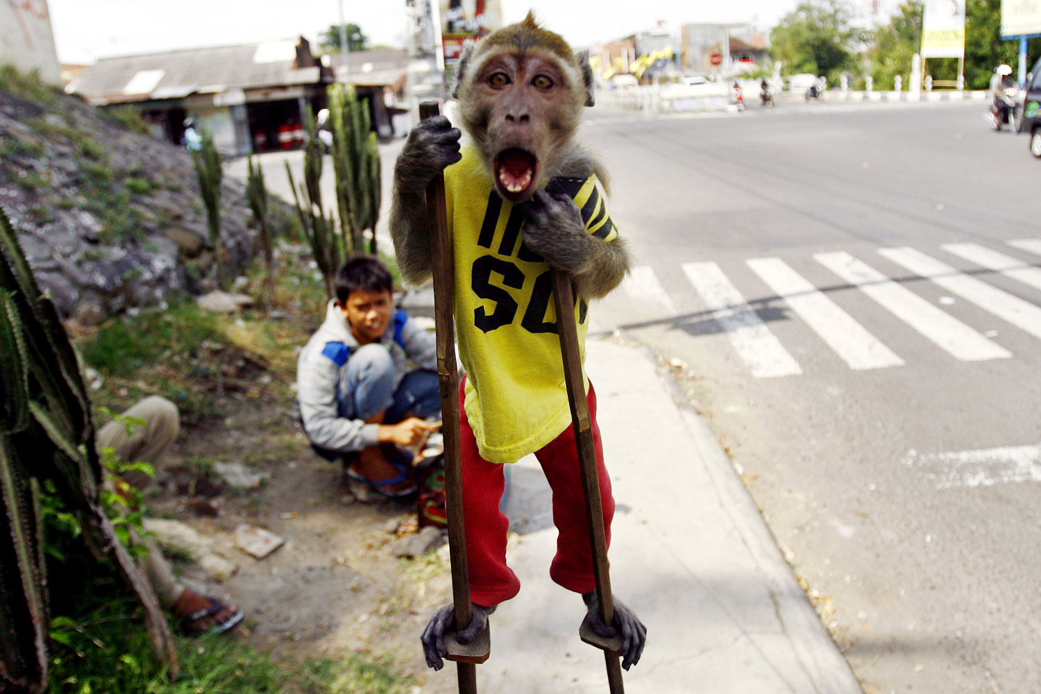 Oct. 28, 2013. A street monkey performs on a sidewalk in Solo, Central Java, Indonesia.