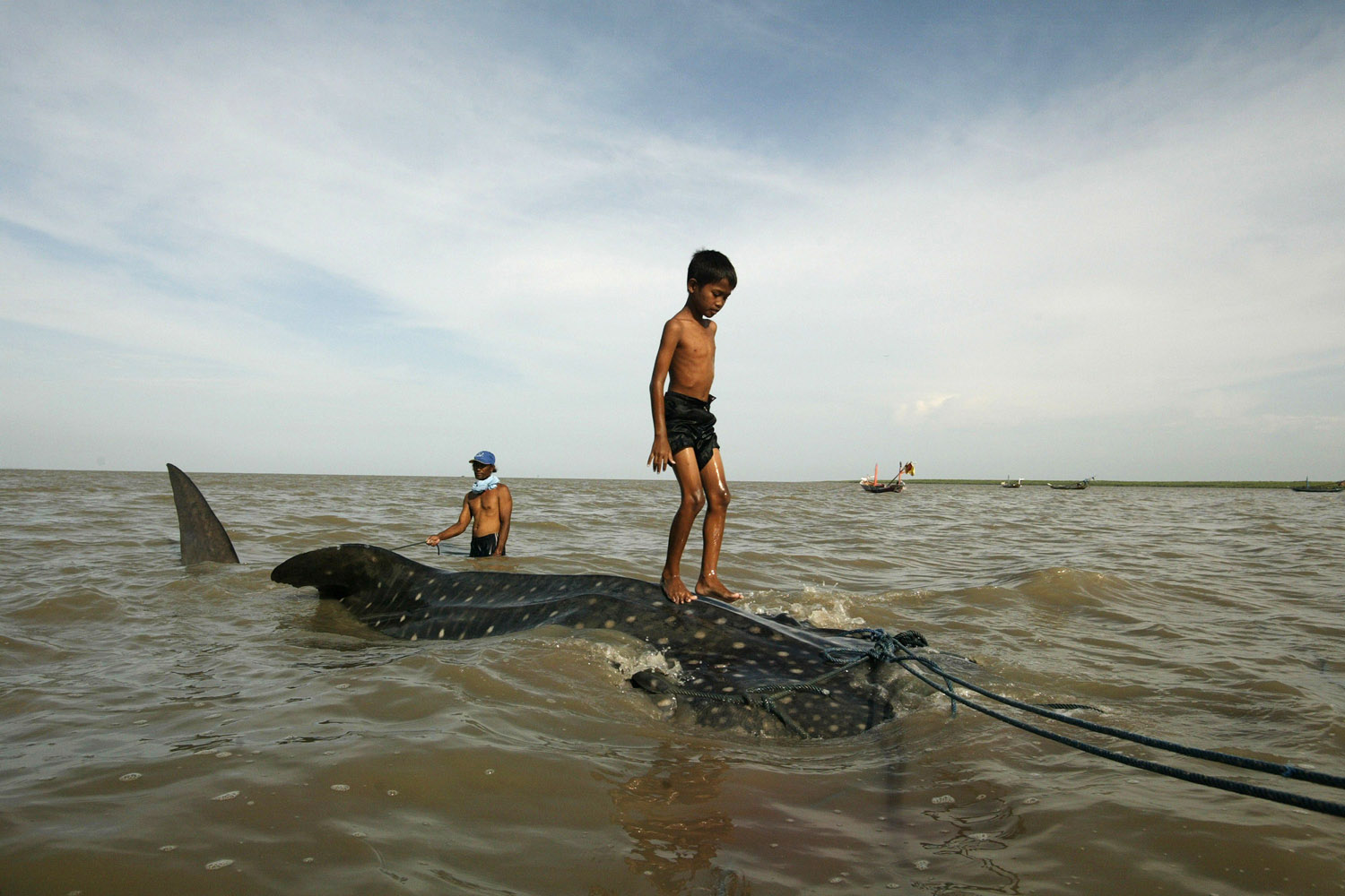 Oct. 22, 2013. A youth stands on a a whale shark towed by fishermen along the coast of Surabaya in eastern Java Island to be sold to prospective buyers after getting entangled in a fishing net.