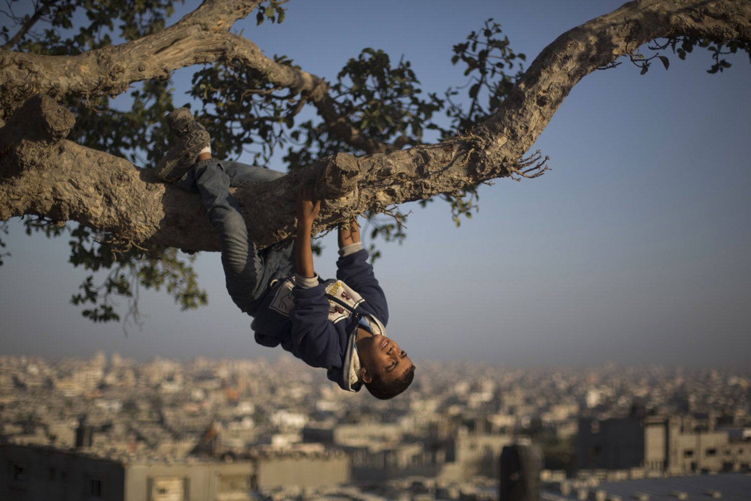 Oct. 23, 2013. A Palestinian boy hangs from a tree overlooking Gaza City.