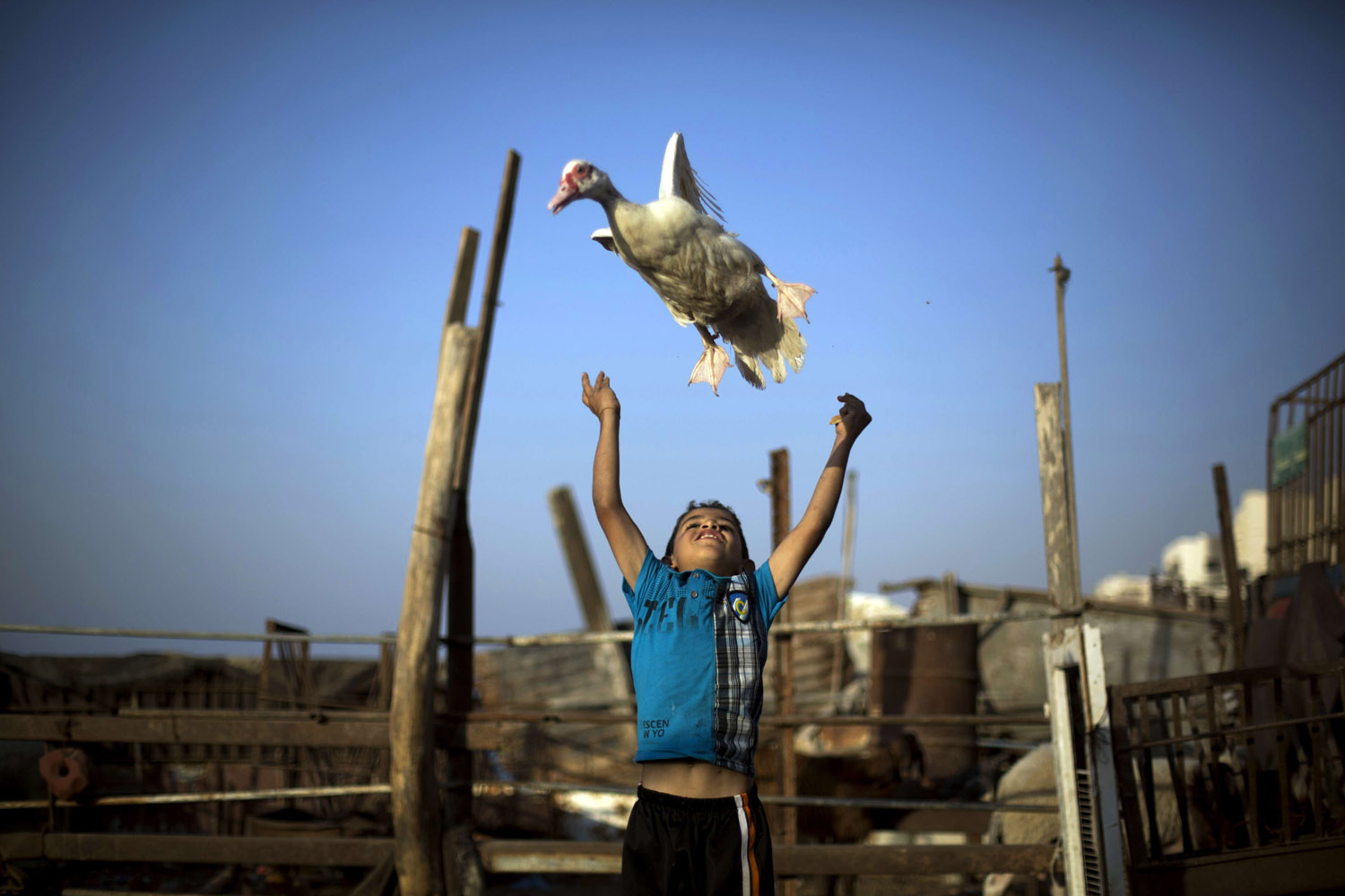 Oct. 29, 2013. A Palestinian boy plays with a duck near the house of Palestinian prisoner Omar Massud's family, held by Israel since 1993, prior to his release in Gaza City.