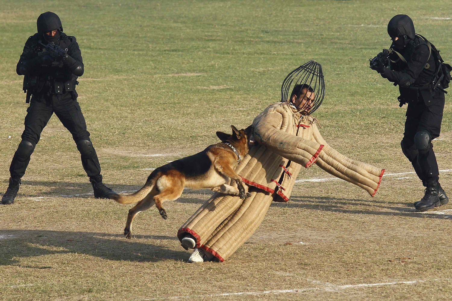 A dog chases a mock intruder during a function to celebrate the 29th Raising Day of Indian NSG in Manesar