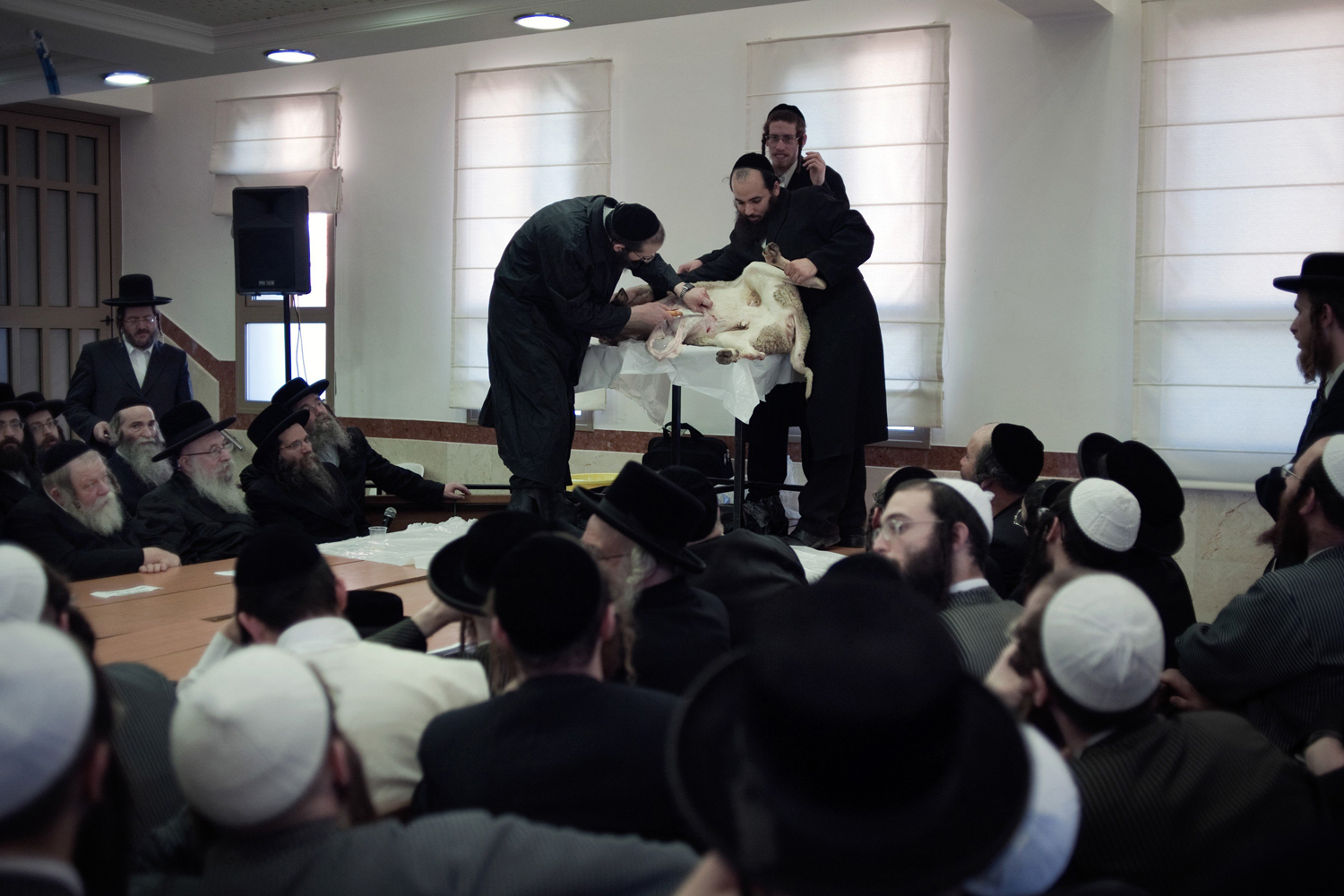 Oct. 24, 2013. An Ultra-orthodox Jewish teacher shows a little community belonging to a Torah school in Mea Shearim how to slaughter a goat according to the Kosher rules, in Jerusalem, Israel.