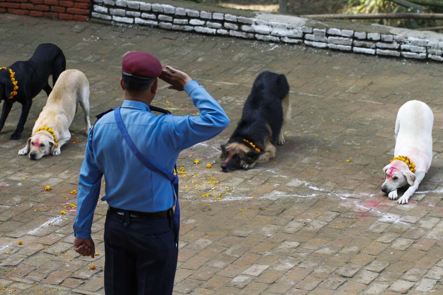 Dog worship day during Tihar festival