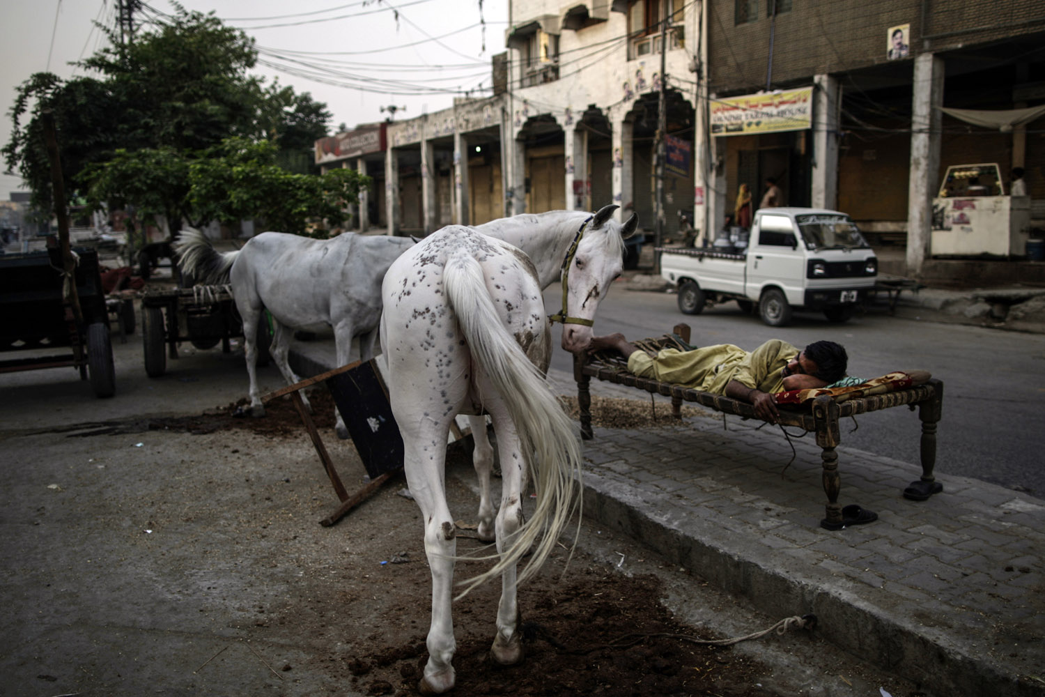 June 10, 2013. A horse for rent stands next to his owner as he sleeps on a bed on a sidewalk in a street in Rawalpindi, Pakistan.