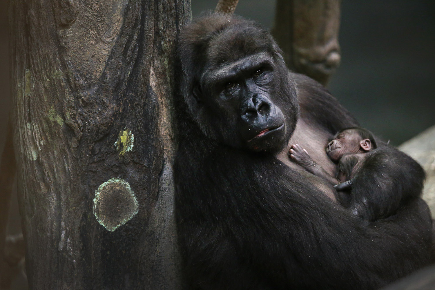 BESTPIX  Gorilla Baby Draws Visitors To Chicago-Area Brookfield Zoo