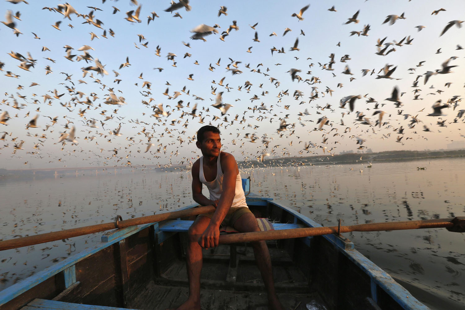 Nov. 19, 2013. Migratory birds fly above a man rowing a boat in the waters of river Yamuna during early morning in old Delhi, India.