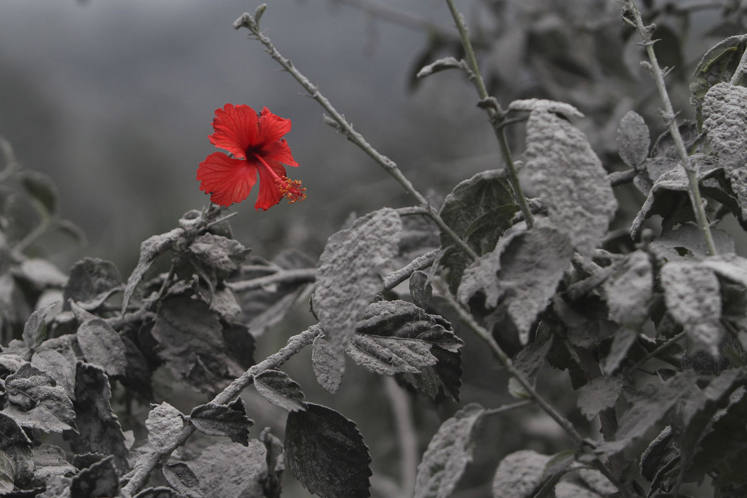 Nov. 19, 2013. A hibiscus flower is seen on an volcanic ash-covered plant at Mardingding village in Karo district, Indonesia's north Sumatra province.