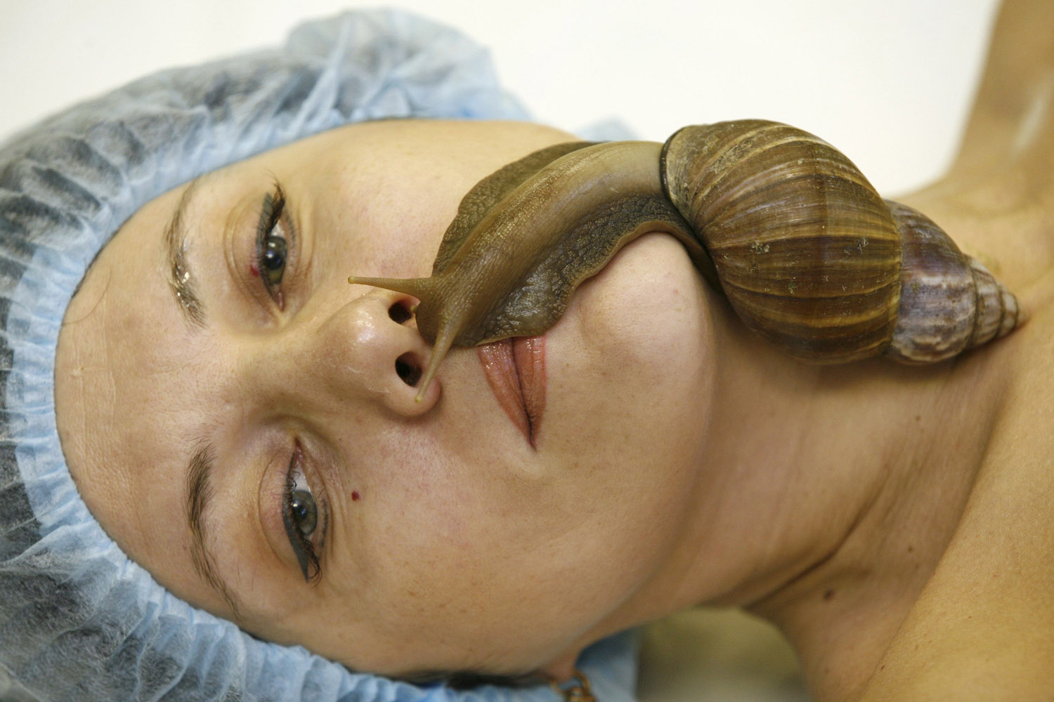 Nov. 19, 2013. A member of the  Ranetka  private family club takes a medical-cosmetic massage using the Achatina fulica snail, also known as the Giant African land snail, at the club in Russia's Siberian city of Krasnoyarsk.