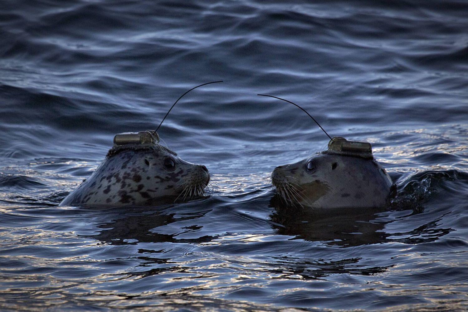 Nov. 20, 2013. A pair of harbour seals wearing satellite linked transmitters on their heads face each after being released into the waters of Howe Sound in Porteau Cove, British Columbia.