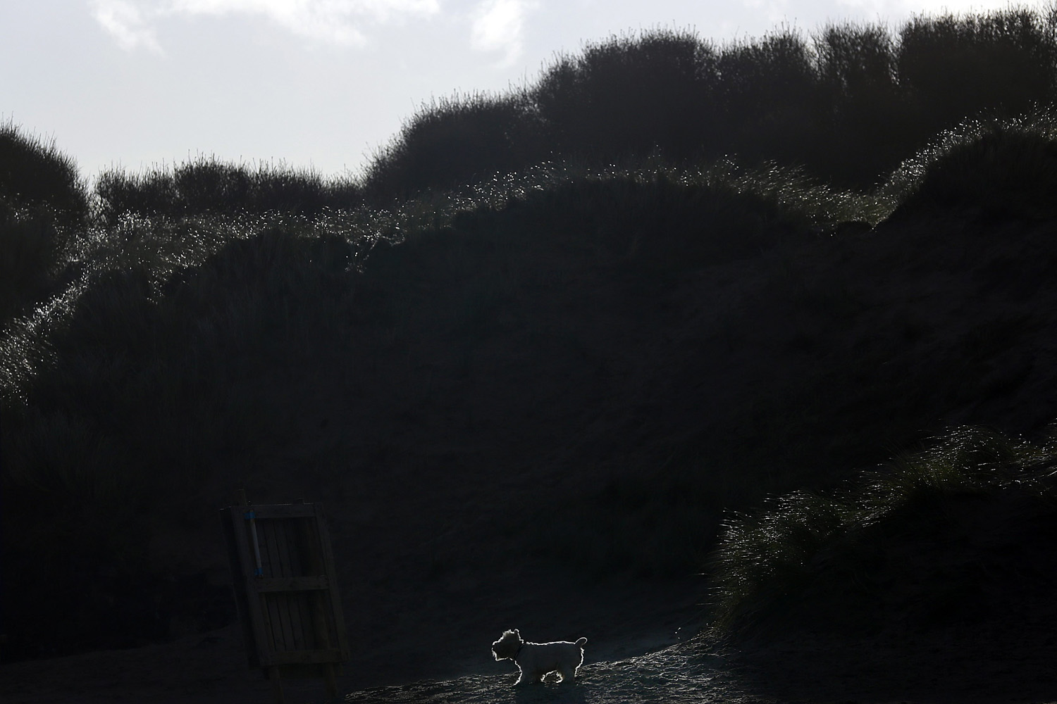 A West Highland Terrier walks through the sand dunes on Portstewart Strand as strong winds continue to hit the coastline in Northern Ireland