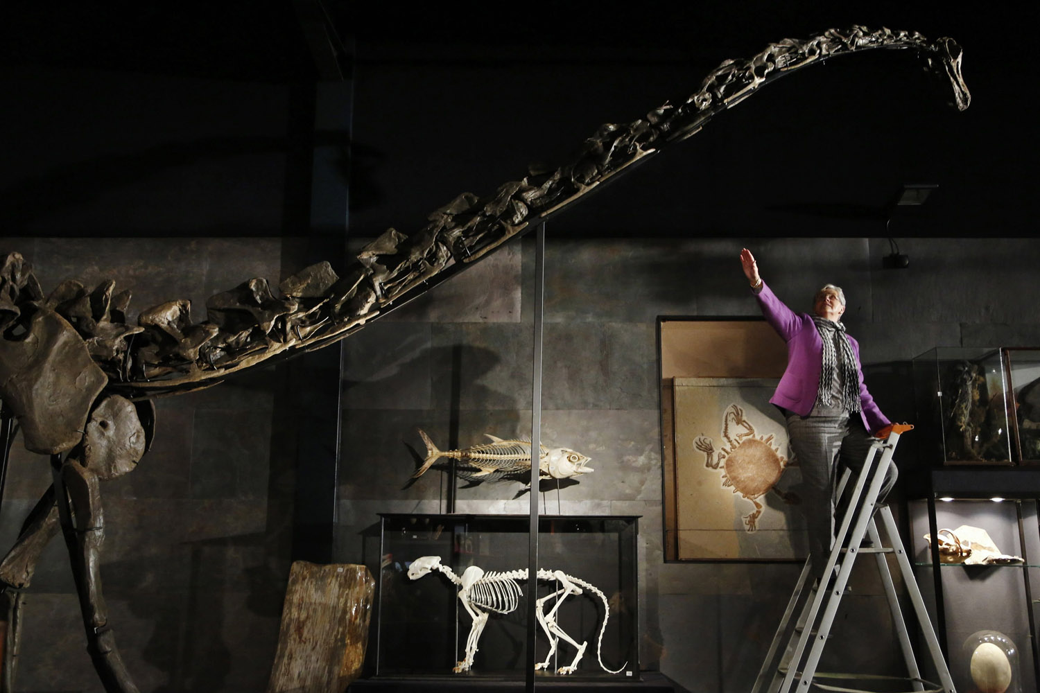 Nov. 25, 2013. Employee Julia Thomas poses with a diplodocus skeleton named  Misty,  at Summers Place Auctions in Billingshurst, southern England.