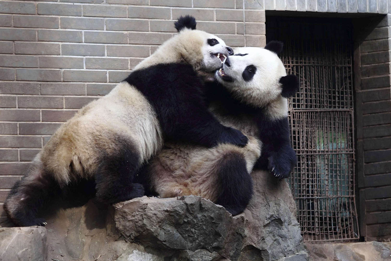 Two-year-old giant panda twins play inside a zoo in Hangzhou