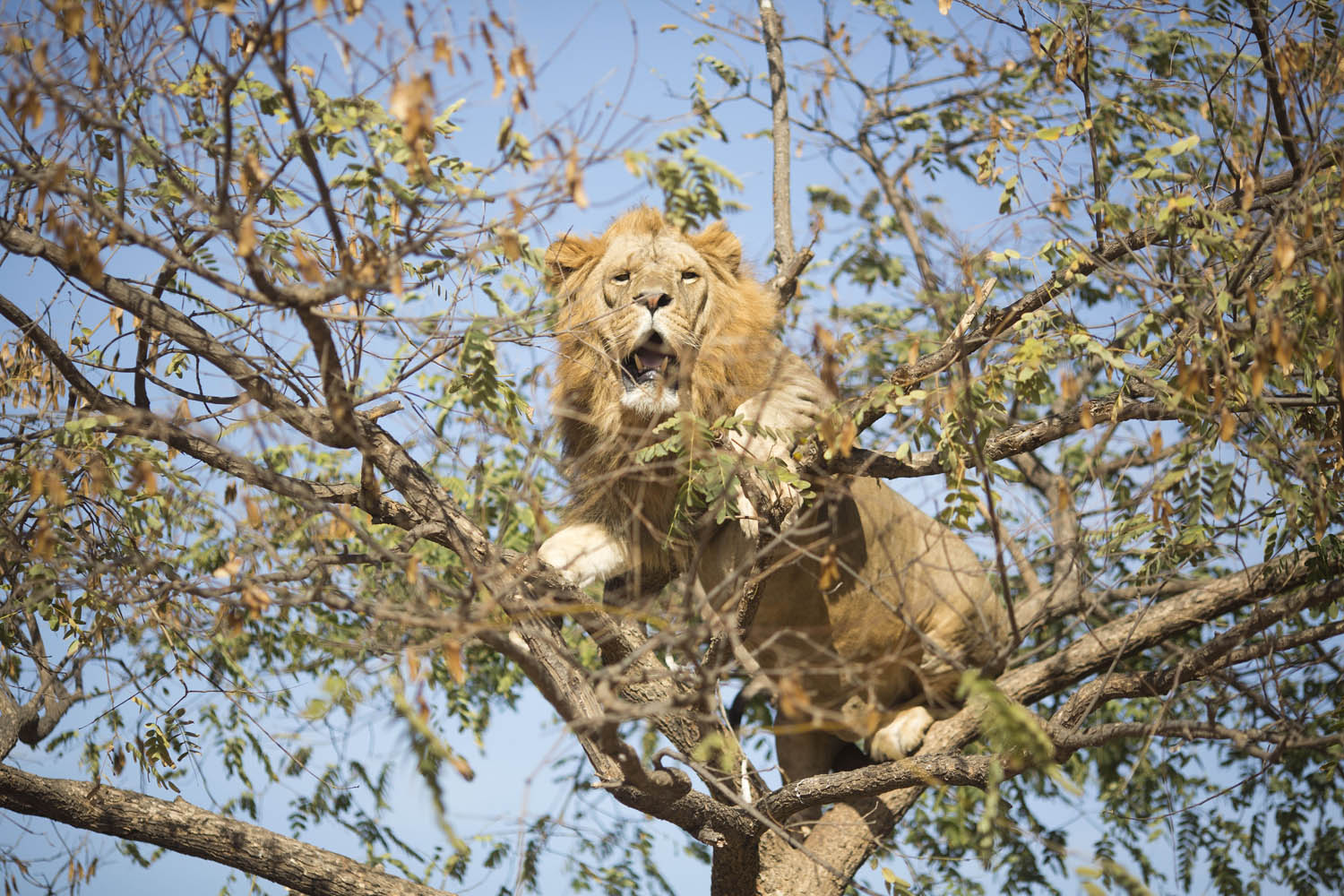 Mideast Israel Tree Climbing Lion