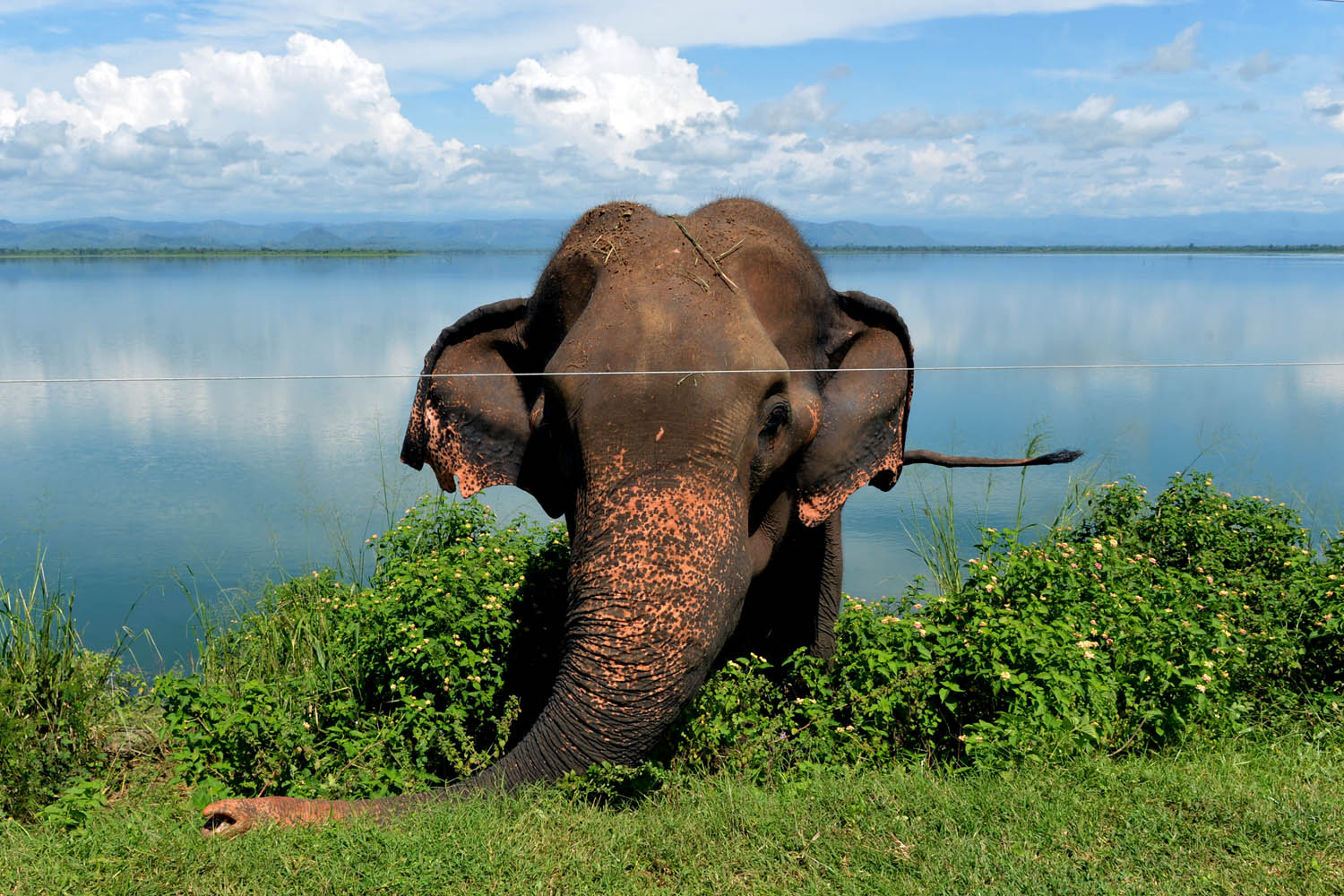 SRI-LANKA-WILDLIFE-ELEPHANT