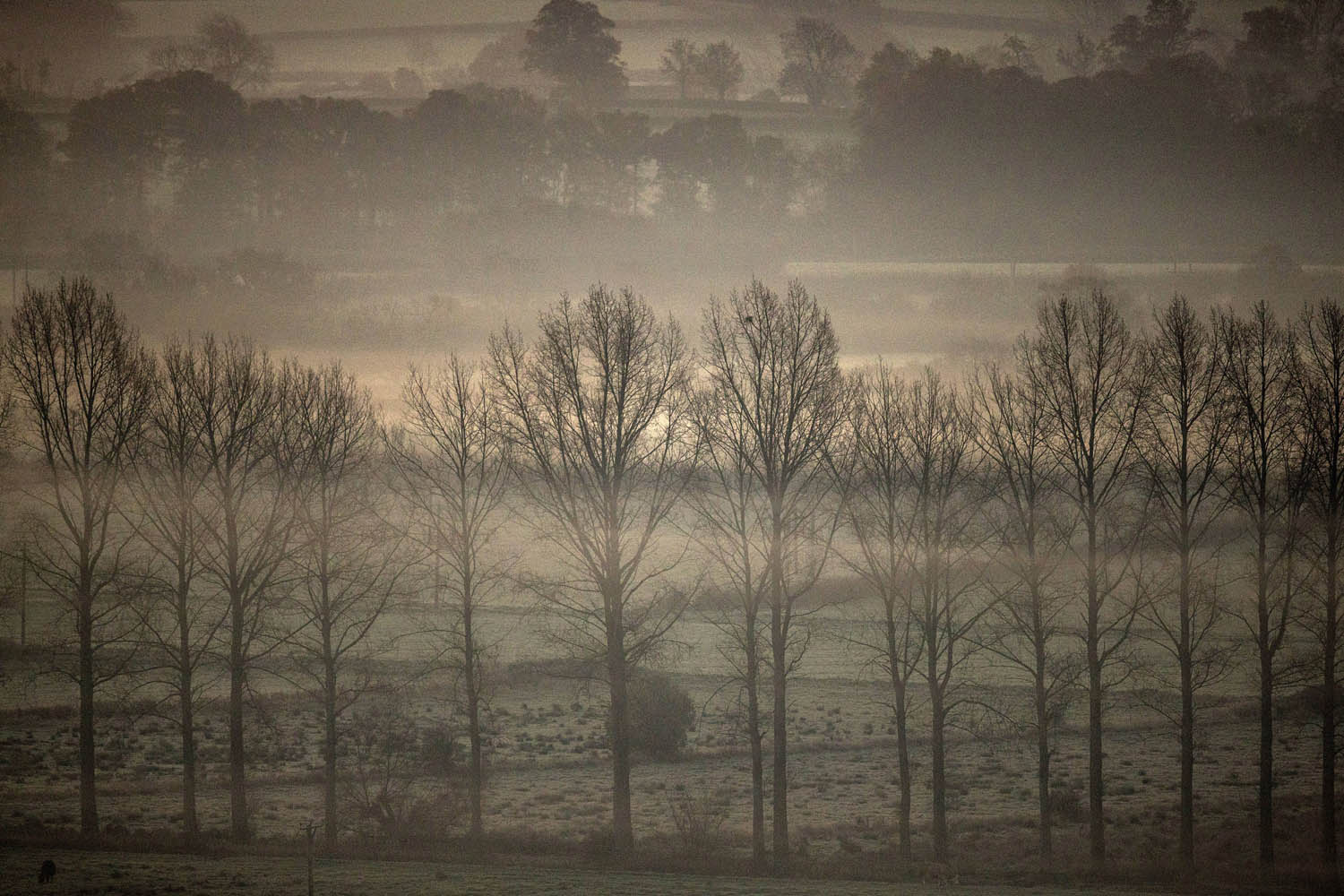 Nov. 26, 2013. Mist lingers around trees on the Somerset Levels as the early morning sun rises in Glastonbury, England.