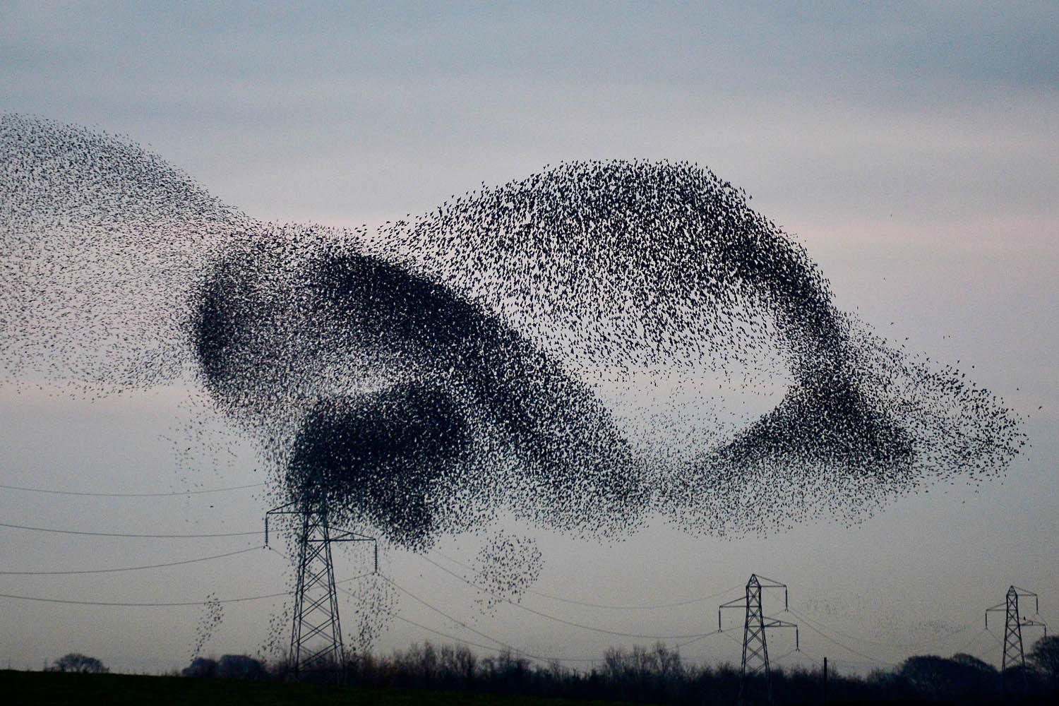 Nov. 25, 2013. A murmuration of starlings above the the small village of Rigg, near Gretna, in the Scottish Borders, Gretna, U.K.