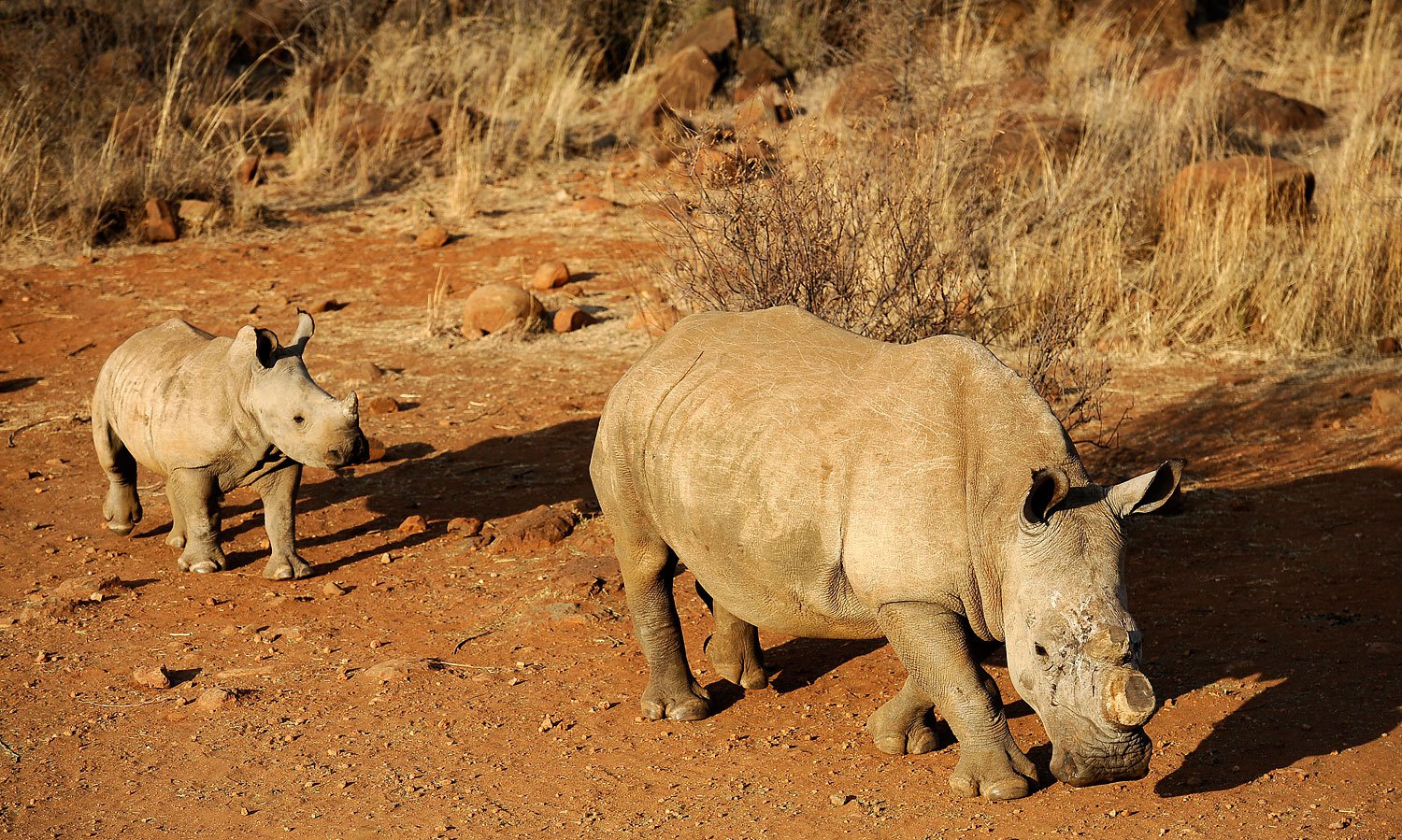 A black dehorned rhinoceros is followed