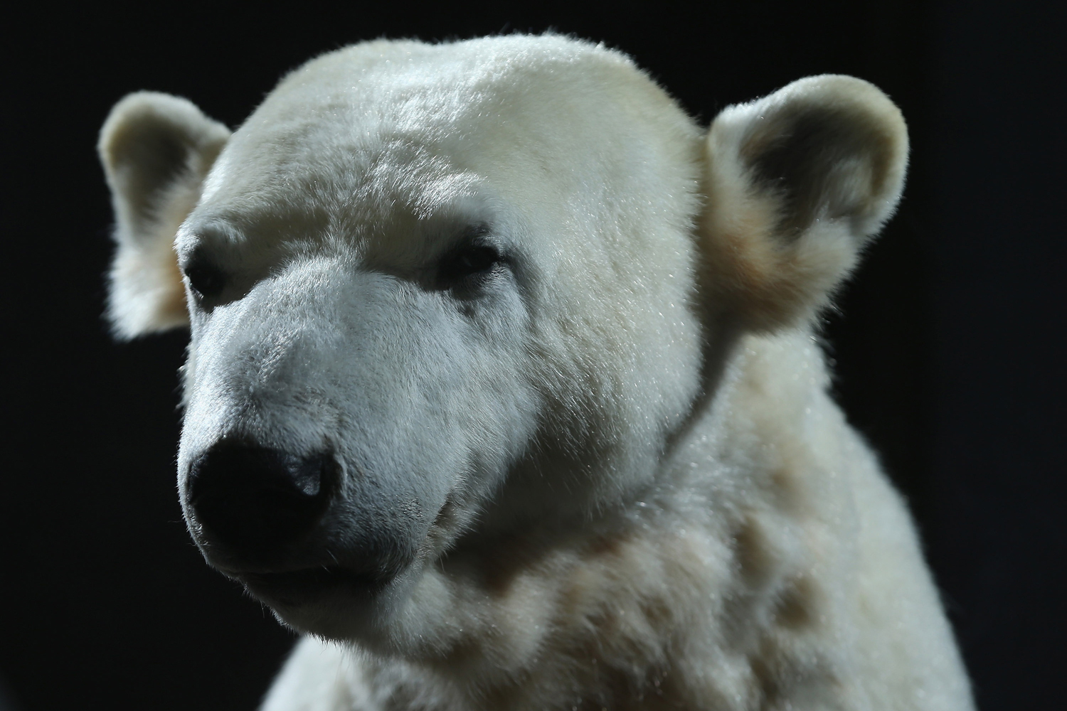Model Of Knut The Polar Bear Goes On Display At Natural History Museum In Berlin