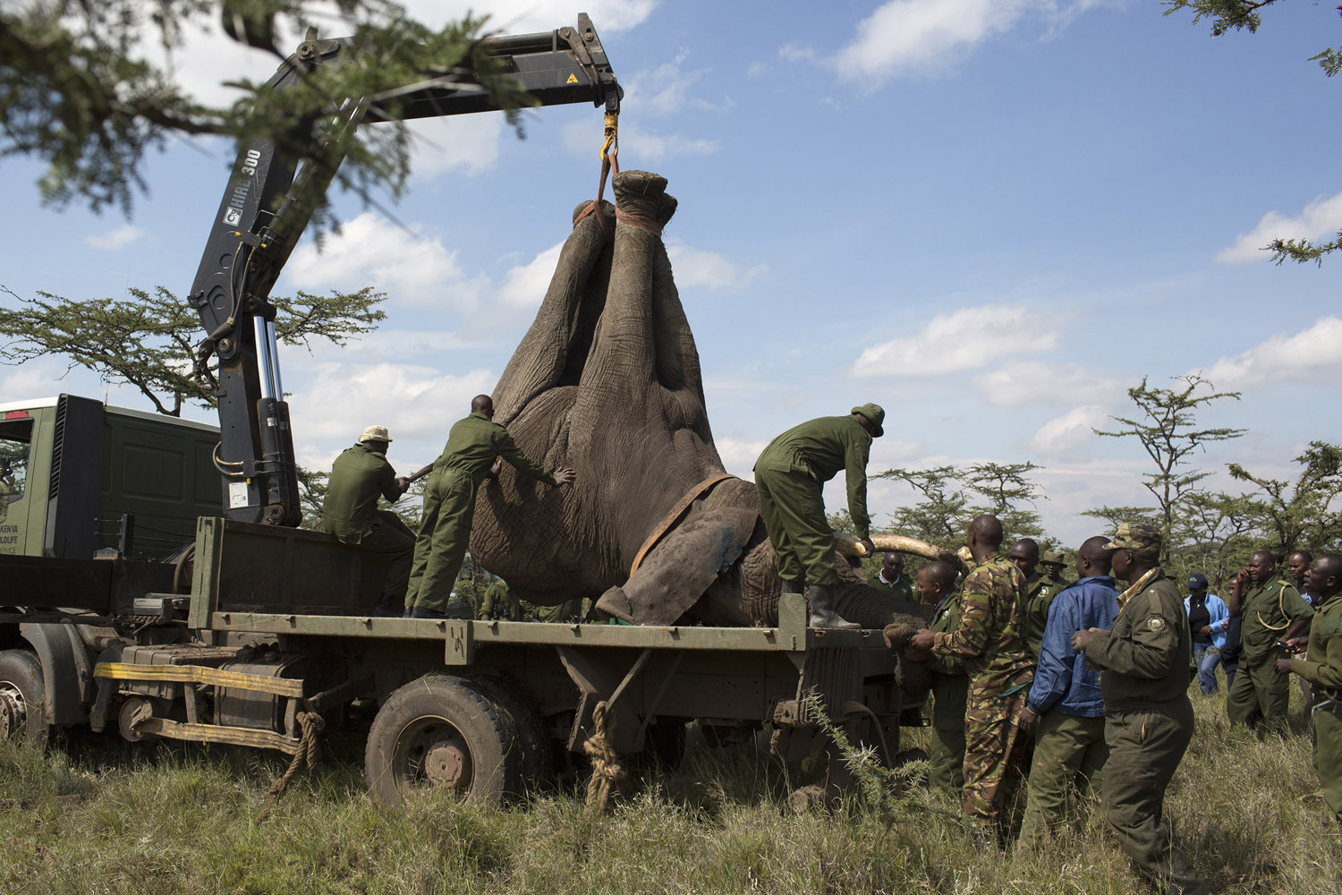 KWS wardens secure a sedated elephant on the back of a truck during a relocation exercise on the margins of the Ol Pejeta conservancy in central Kenya