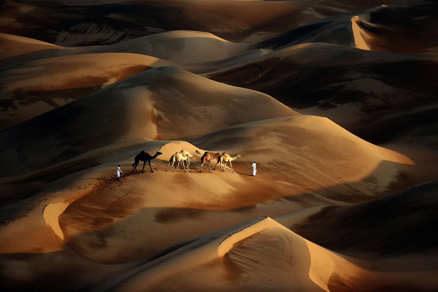 TOPSHOTS-UAE-CAMEL-DESERT-NATURE-TOURISM