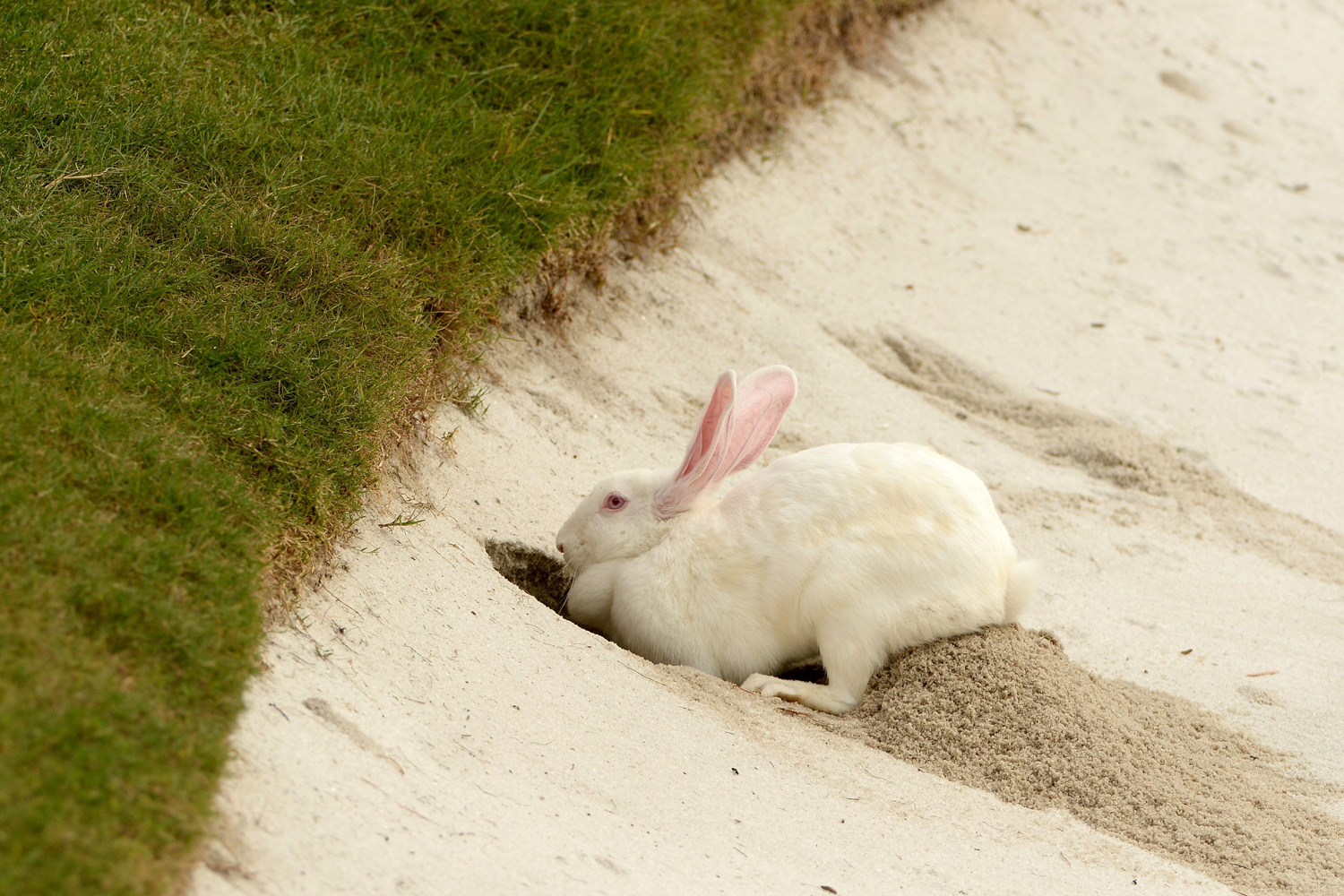 Oct. 31, 2013. A rabbit burrows into the side of during the practice bunker during the first round of the WGC - HSBC Champions at the Sheshan International Golf Club in Shanghai, China.