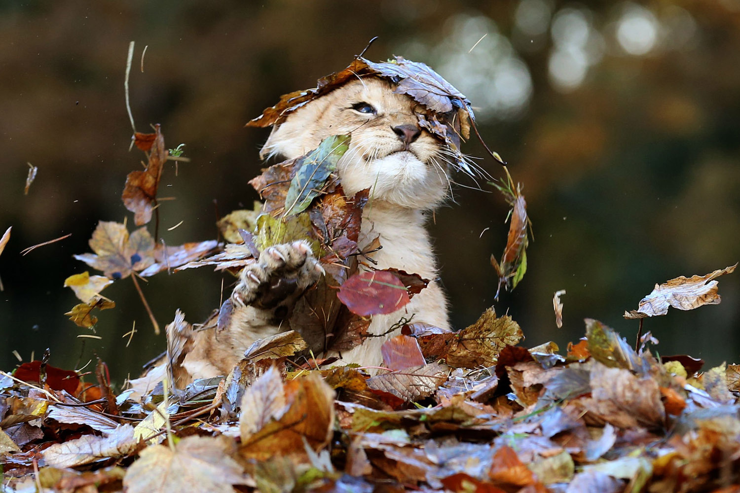 Nov. 20, 2013. Karis, an eleven week old lion cub, plays in fallen leaves brushed up by keepers in her enclosure at Blair Drummond Safari Park, near Stirling, central Scotland.