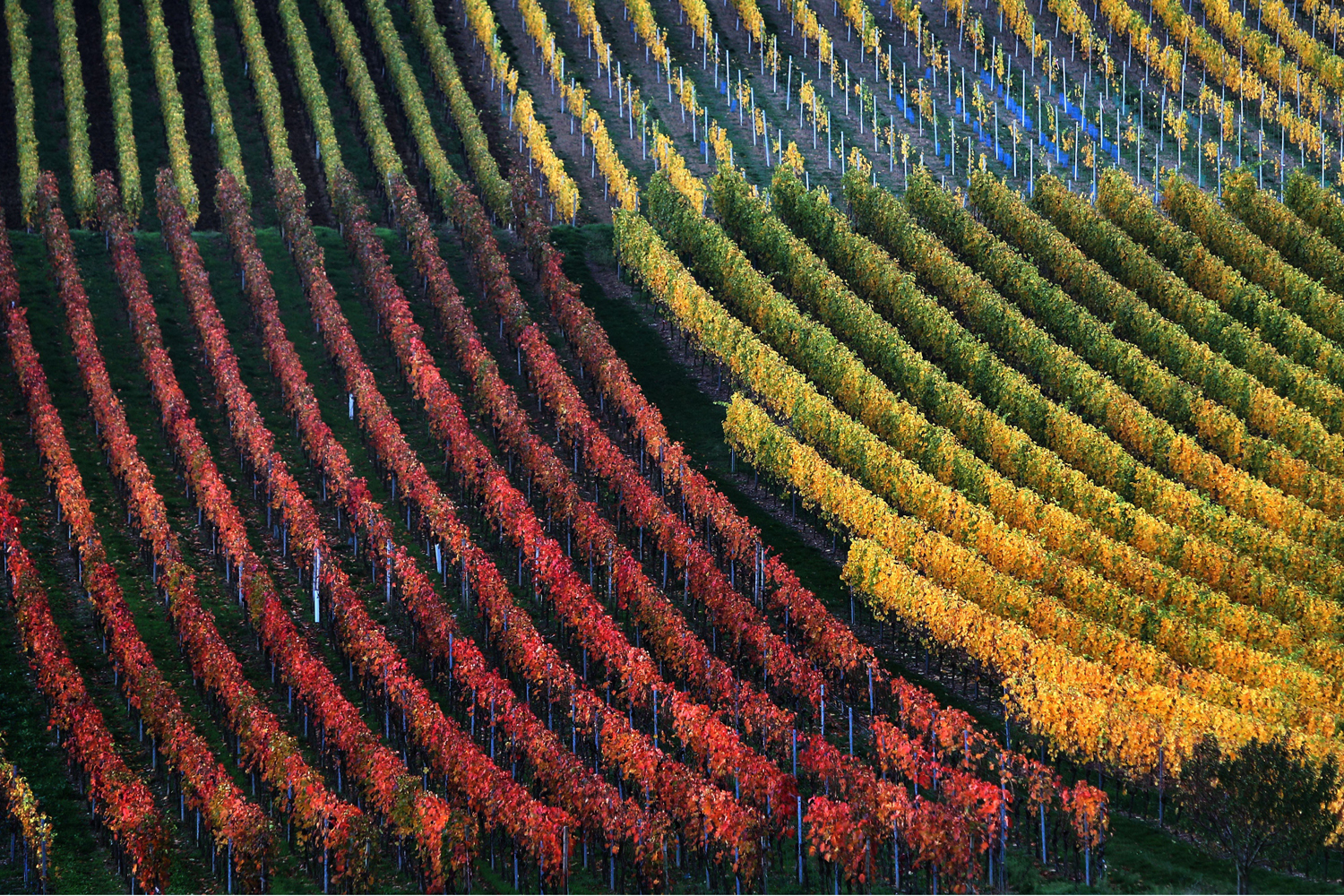 Oct. 30, 2013. Fall-colored vineyards near Marktbreit, Germany.