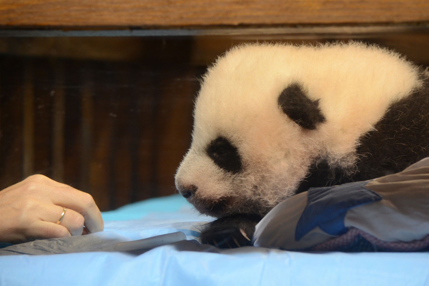 Madrid Zoo presents its fourth giant panda