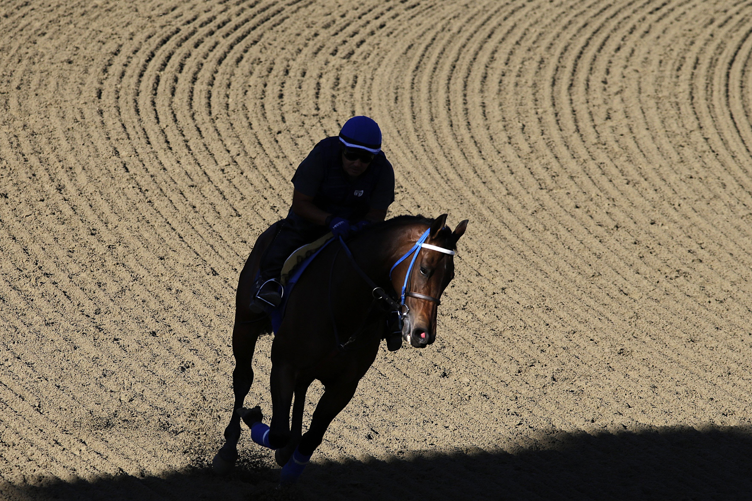 Oct. 30, 2013. A horse runs through a shadow on the track at Santa Anita Park in Arcadia, Calif, as horses workout in preparation for this weekend's Breeders' Cup horse races.